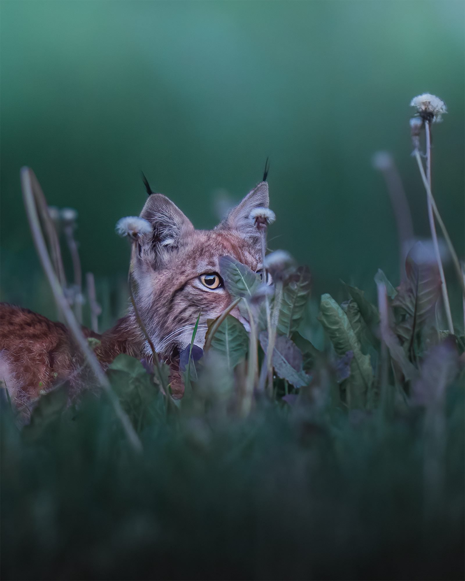 Photo by Petri M&auml;kitalo. Sony Alpha 1. Sony 400mm f/2.8 G Master. 1/8-sec., f/2.8, ISO 1600
