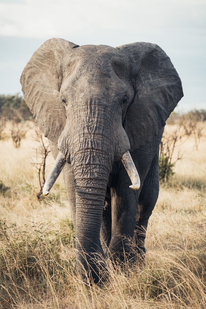 jpeg/Alpha-Universe-Domenic-Bornicke-Elephant-1200_boundsw3i19j.jpeg?height=1200&fit=bounds