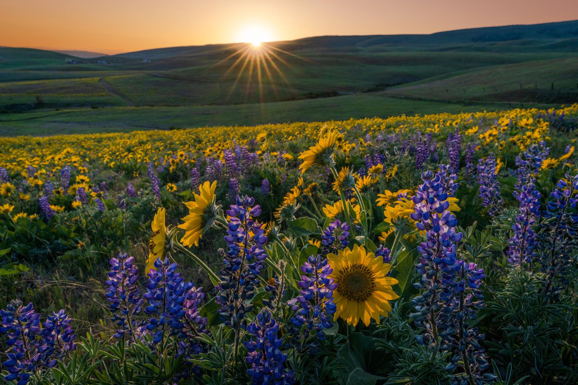 Alpha-Universe-WIMB-Don-Smith-8.jpeg