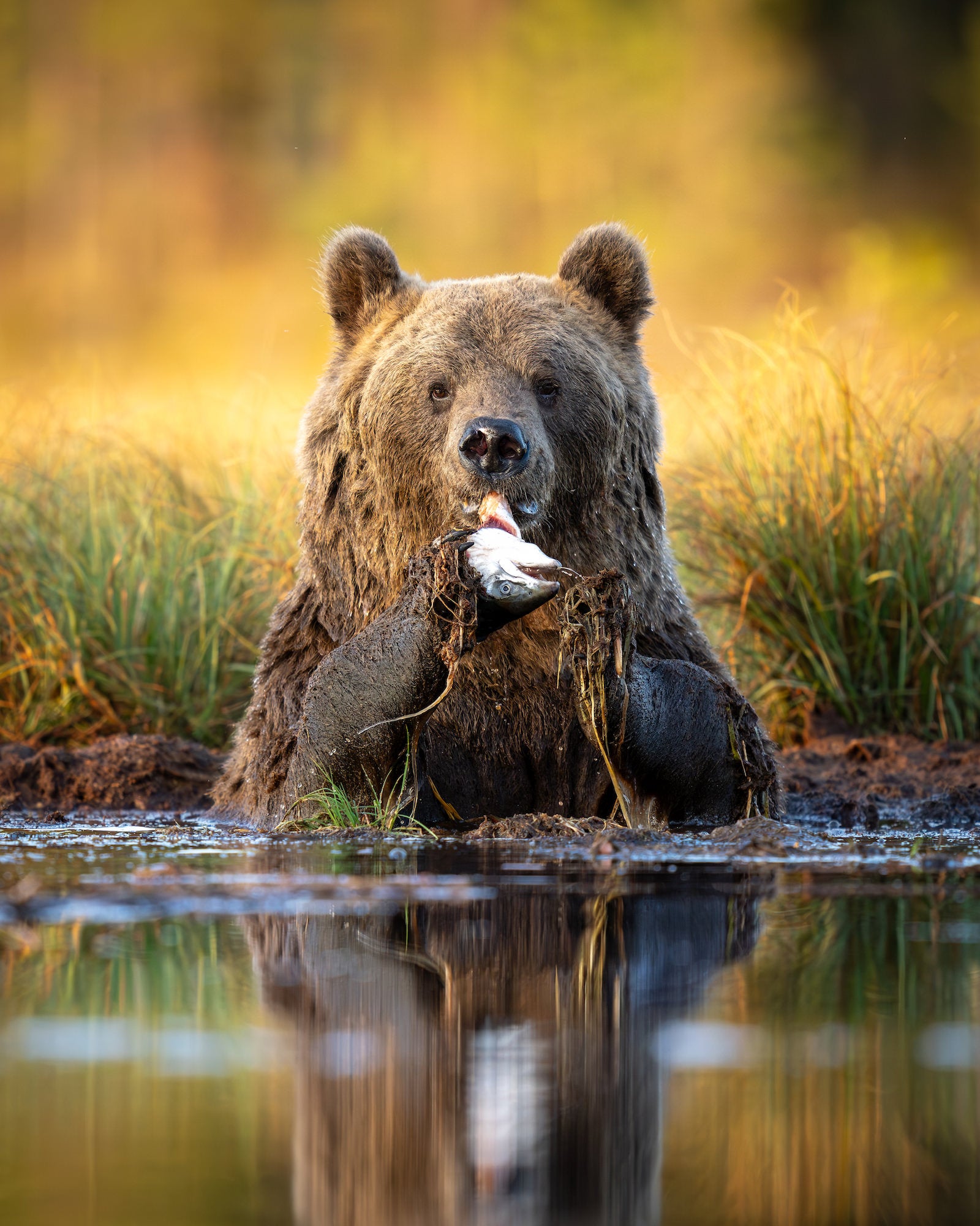 Photo by Paul Browning. Sony Alpha 1. Sony 400mm f/2.8 G Master. 1/1600-sec., f/3.2, ISO 800