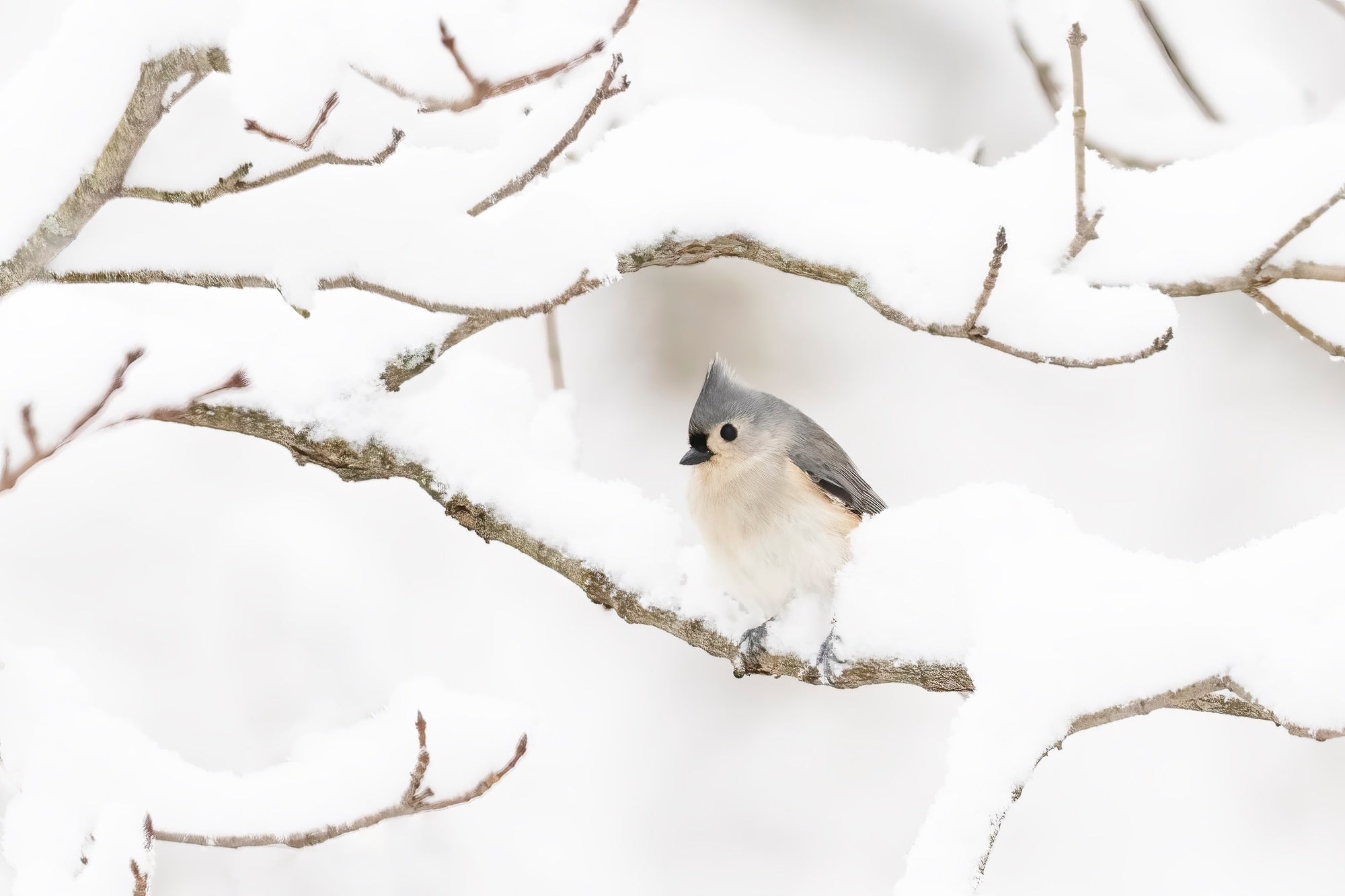 Photo by Melissa Groo. Sony Alpha 1. Sony 600mm f/4 G Master. 1/640-sec., f/5.6, ISO 1600 Photo by Melissa Groo. Sony Alpha 1. Sony 600mm f/4 G Master. 1/640-sec., f/5.6, ISO 1600