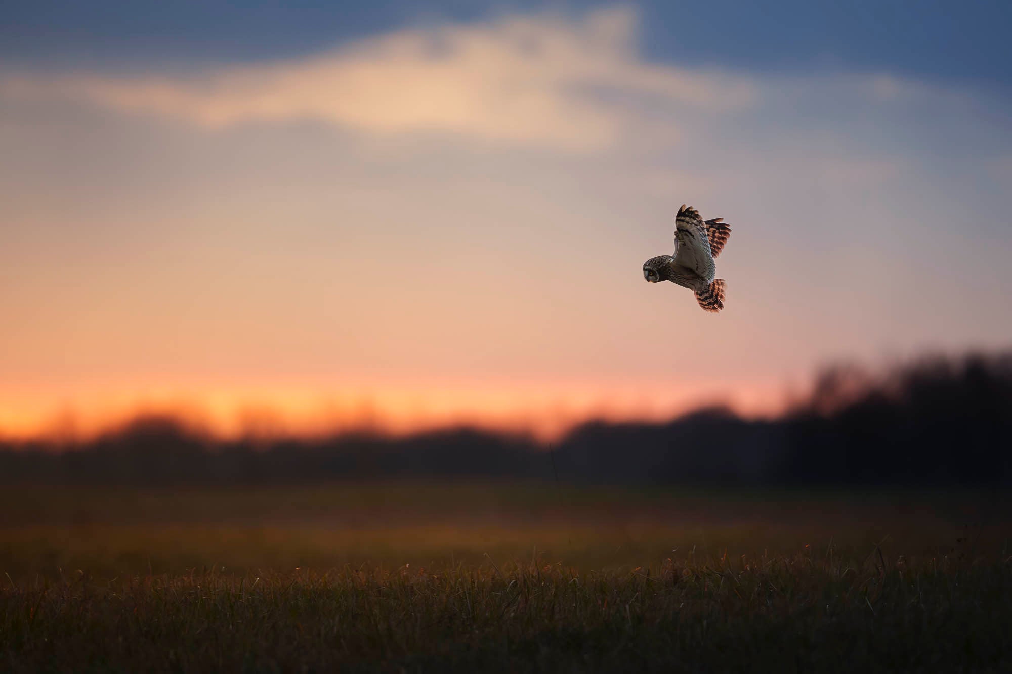 Bird mid-flight with a sunset in the background.