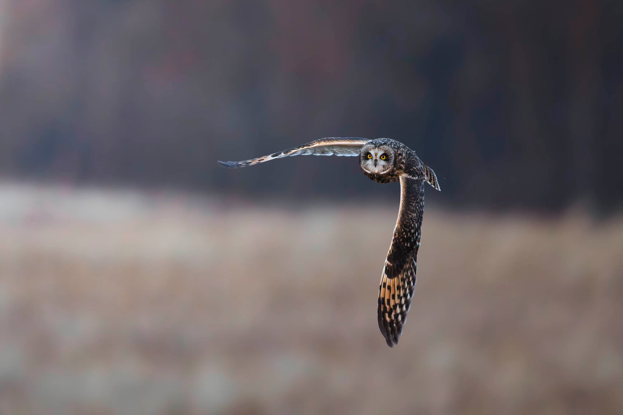 Owl with wings spread mid-flight.