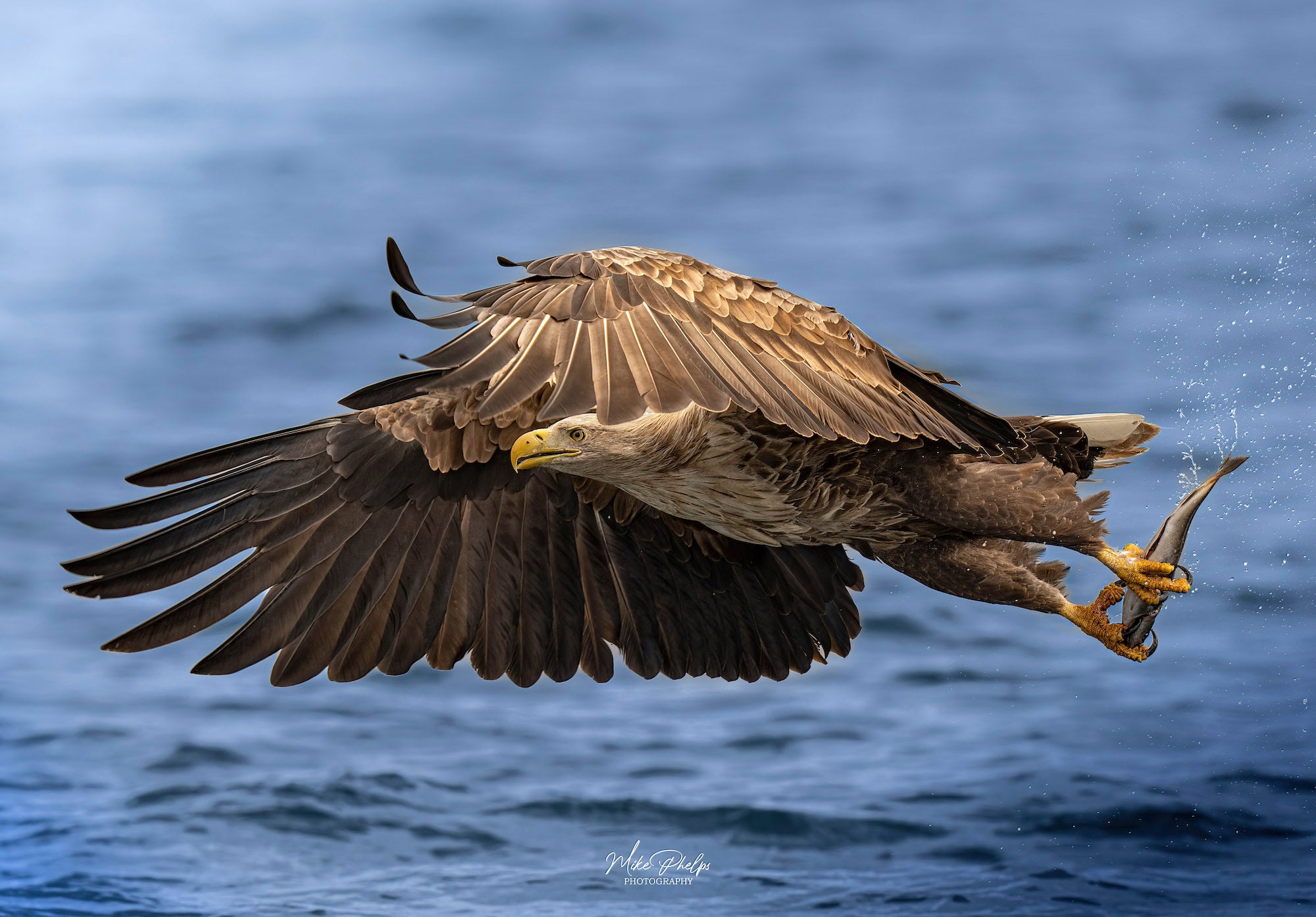 Photo by Mike Phelps. Sony Alpha 1. Sony 400mm f/2.8 G Master. 1/2500-sec., f/4, ISO 200