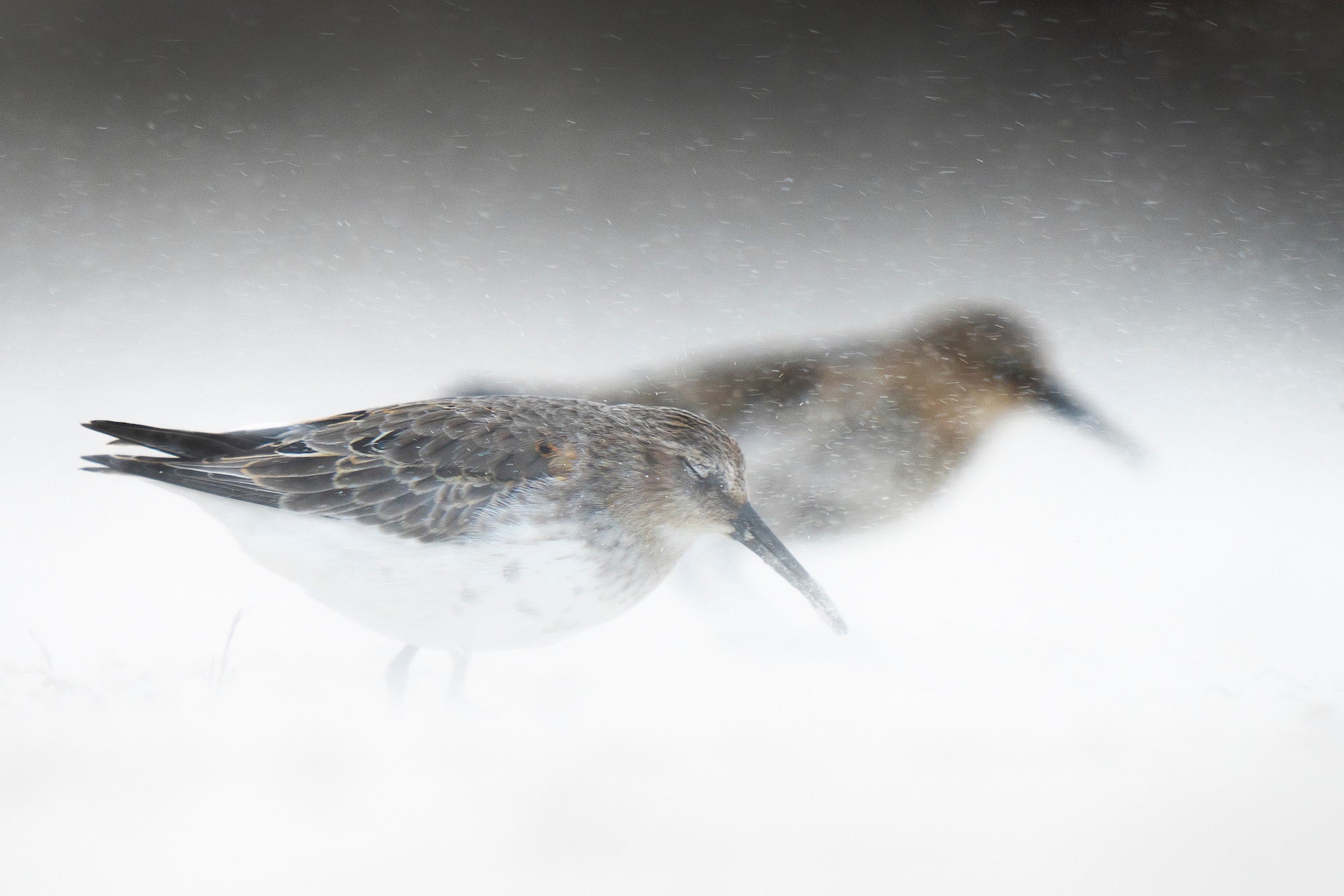 Photo By Levi Fitze. Sony Alpha 7R IV. Sony 400mm f/2.8 G Master. 1/1250-sec., f/2.8, ISO 125 Photo By Levi Fitze. Sony Alpha 7R IV. Sony 400mm f/2.8 G Master. 1/1250-sec., f/2.8, ISO 125