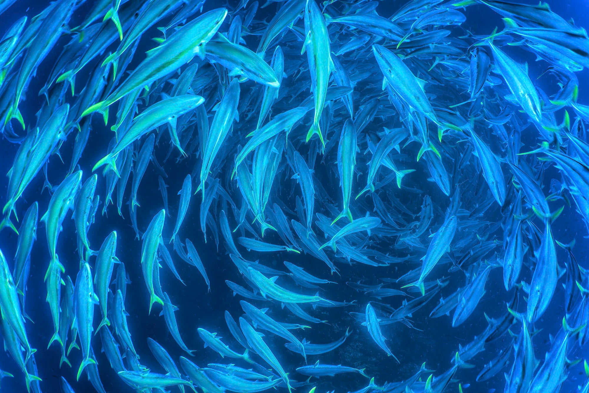 Cristina Mittermeier photographs kingfish with the Alpha 1 II