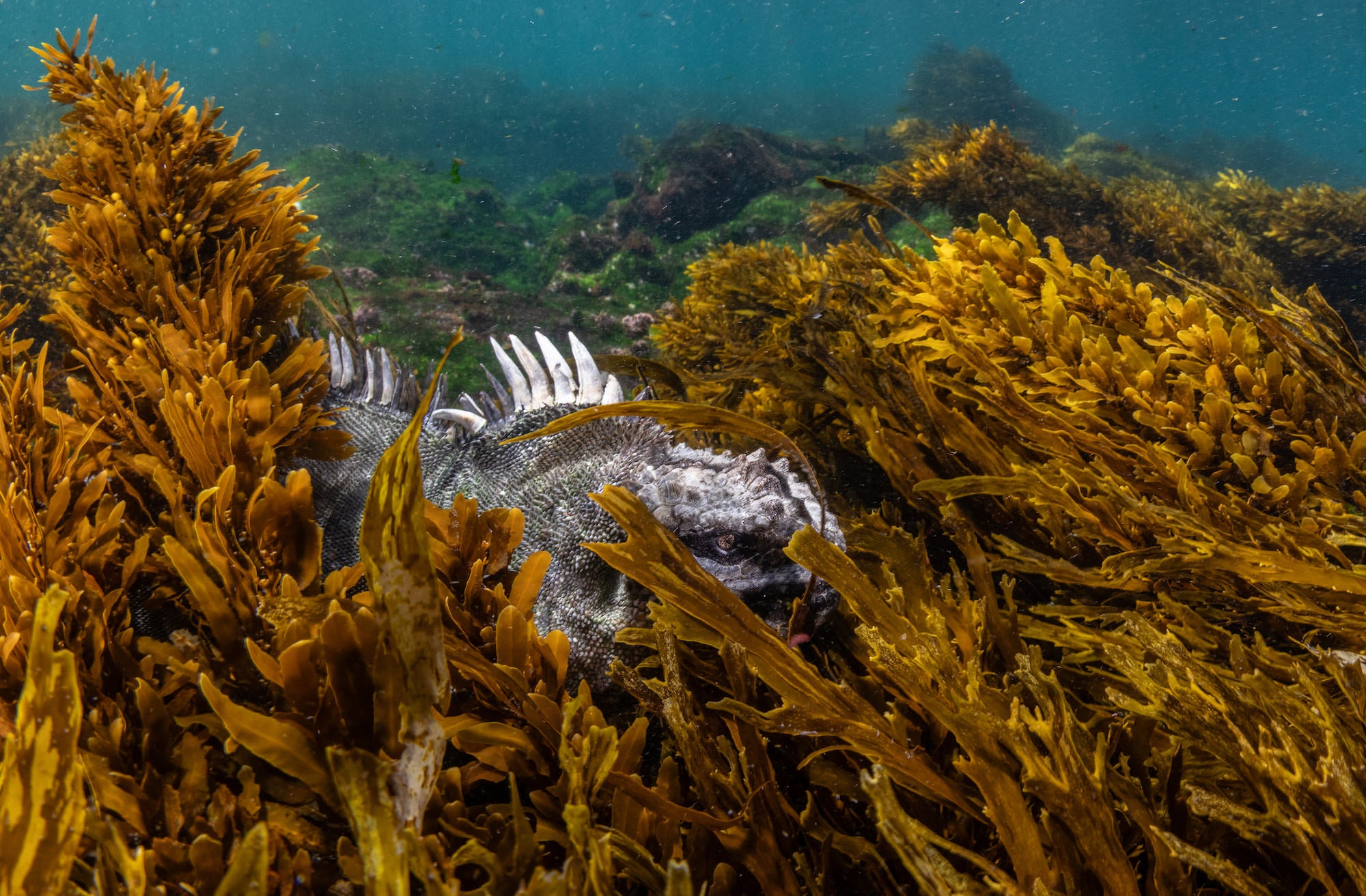Photo by Cristina Mittermeier.