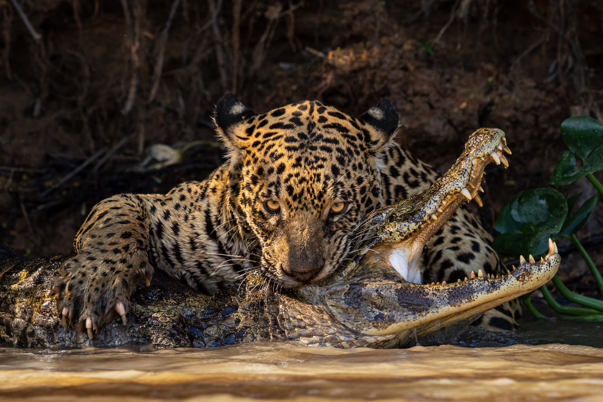 Photo by Ian Ford. Sony Alpha 1. Sony 400mm f/2.8 G Master. 1/800-sec., f/4, ISO 400 Photo by Ian Ford. Sony Alpha 1. Sony 400mm f/2.8 G Master. 1/800-sec., f/4, ISO 400