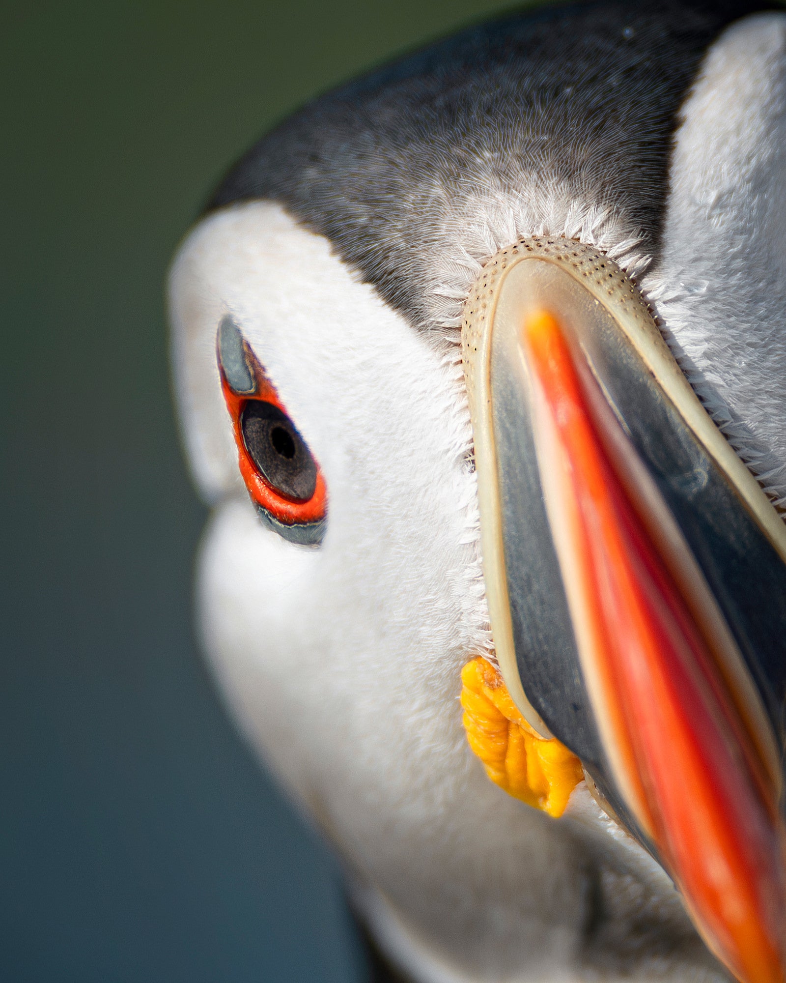 Photo by Magnus Winbj&ouml;rk. Sony Alpha 1. Sony 300mm f/2.8 G Master. 1/2500-sec., f/2.8, ISO 100