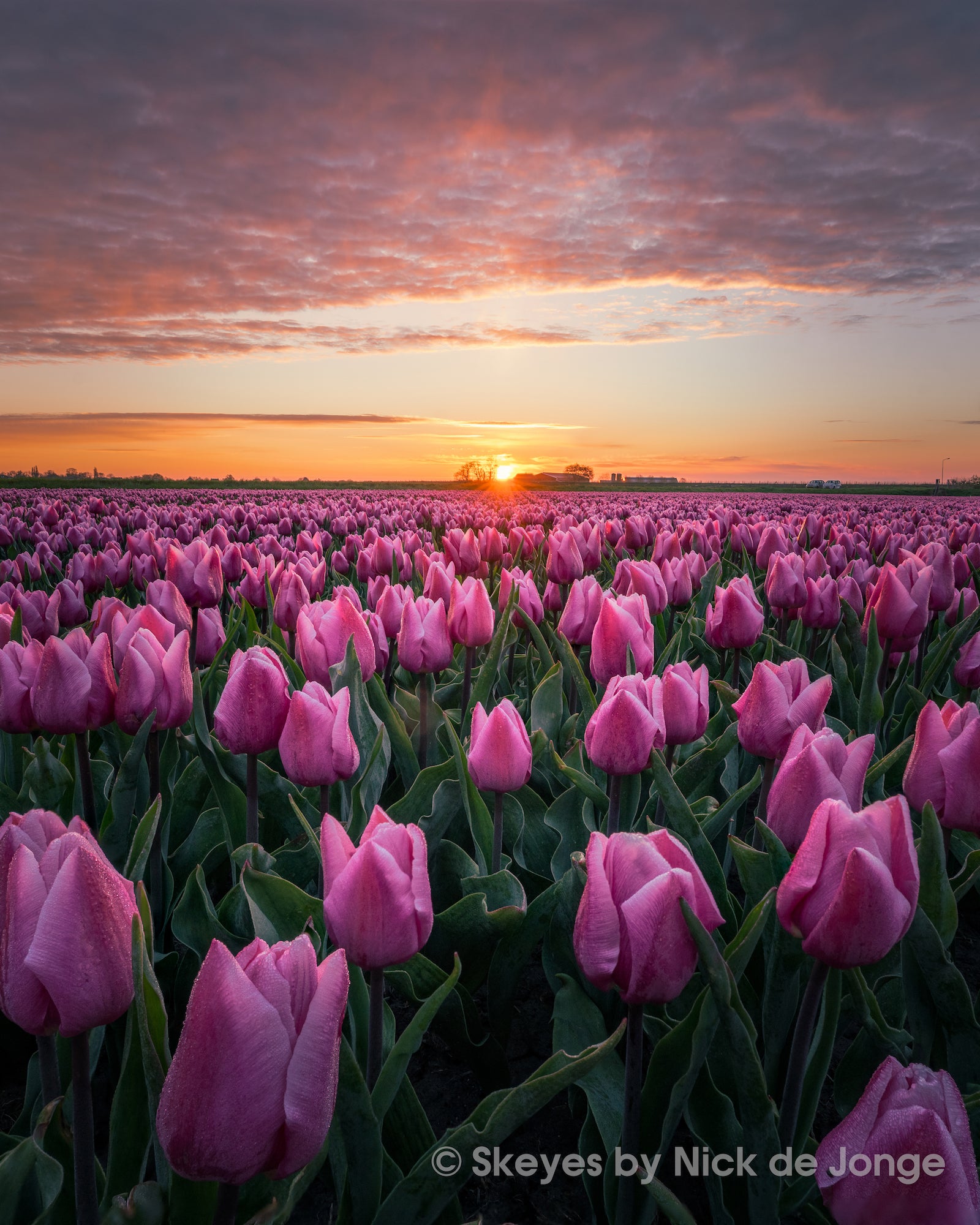 Alpha-Universe-BTS-Tulips-Nick-De-Jonge-2.jpg Alpha-Universe-BTS-Tulips-Nick-De-Jonge-2.jpg