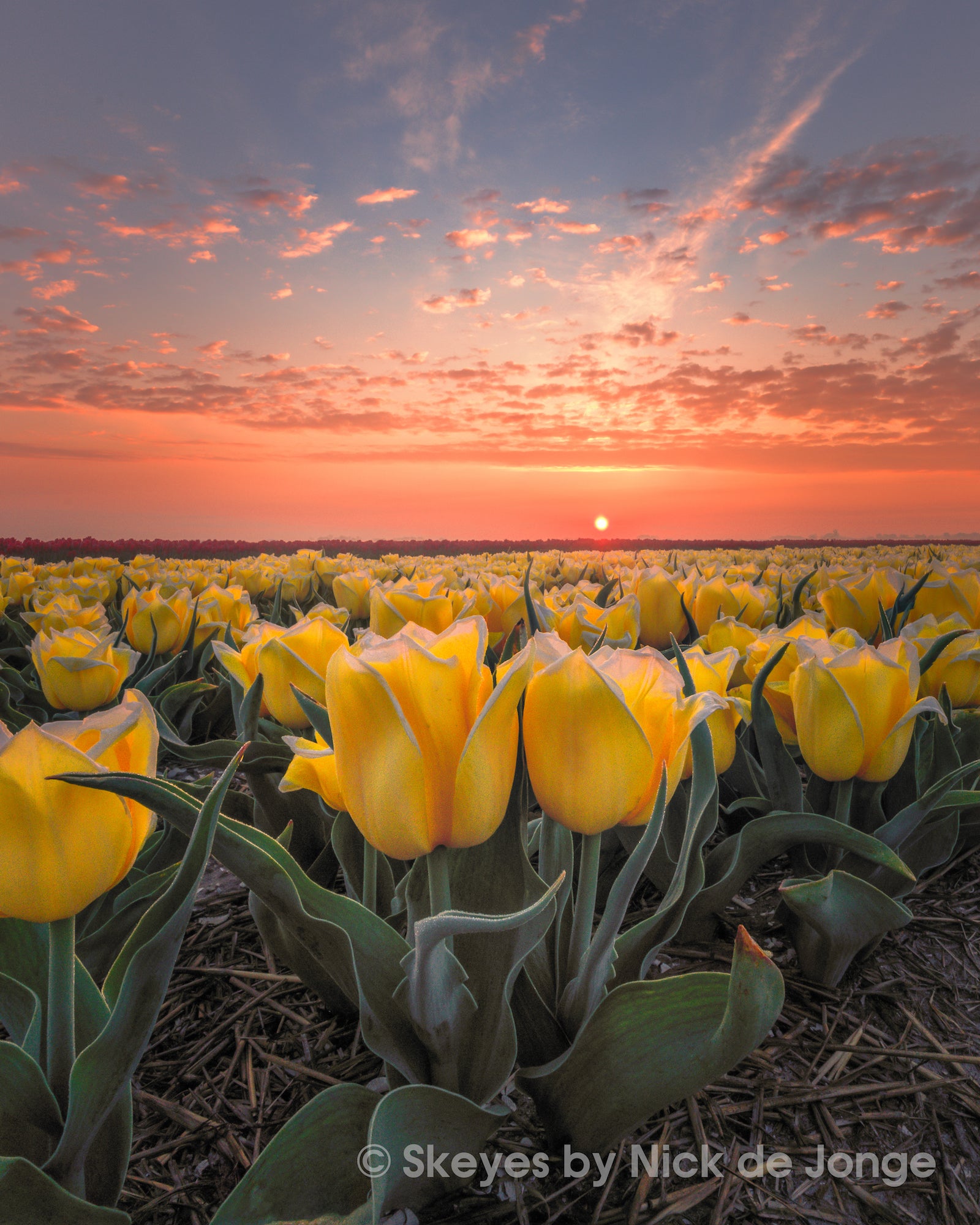 Alpha-Universe-BTS-Tulips-Nick-De-Jonge-3.jpg Alpha-Universe-BTS-Tulips-Nick-De-Jonge-3.jpg