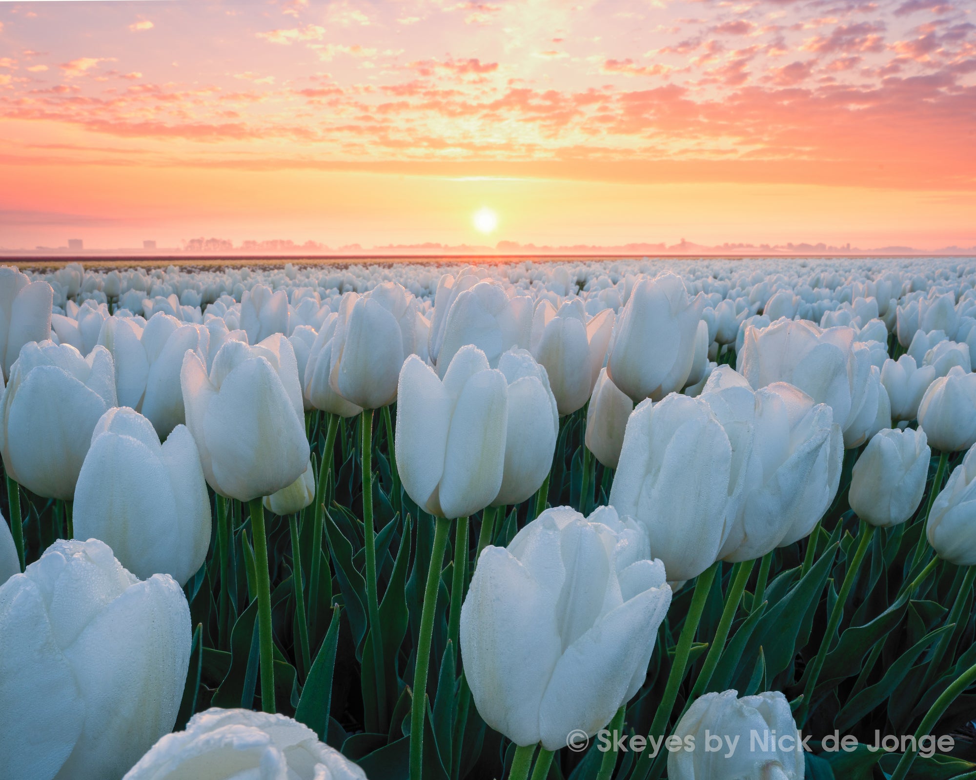 Alpha-Universe-BTS-Tulips-Nick-De-Jonge-4.jpg Alpha-Universe-BTS-Tulips-Nick-De-Jonge-4.jpg