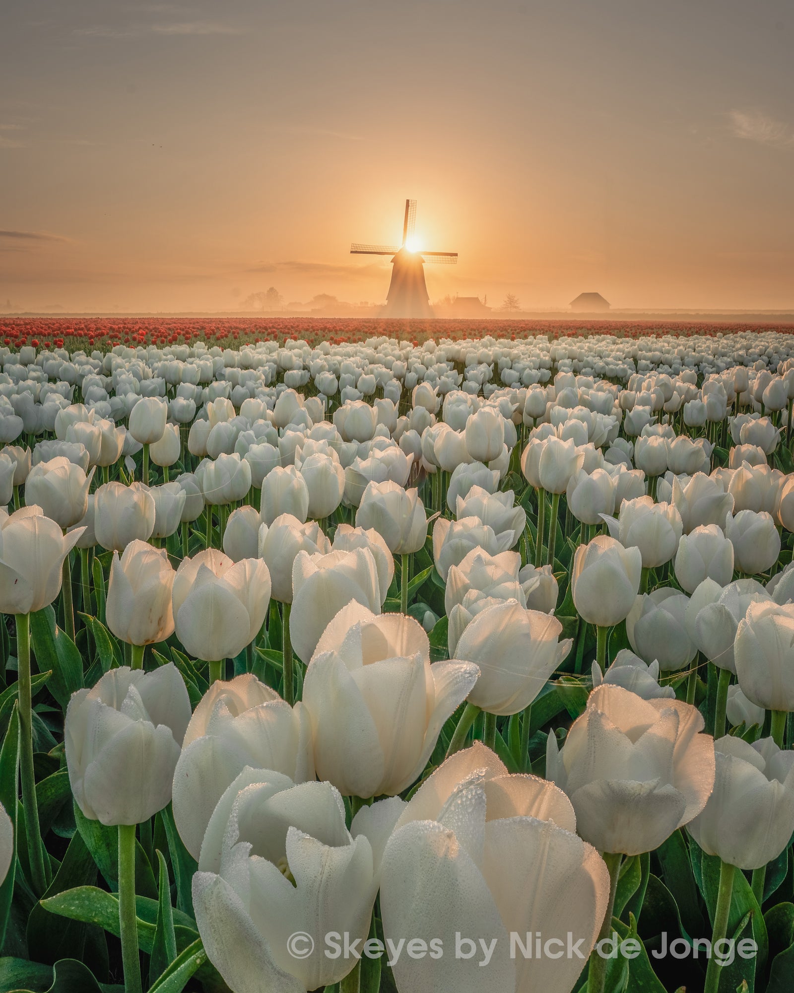 Alpha-Universe-BTS-Tulips-Nick-De-Jonge-5.jpg Alpha-Universe-BTS-Tulips-Nick-De-Jonge-5.jpg