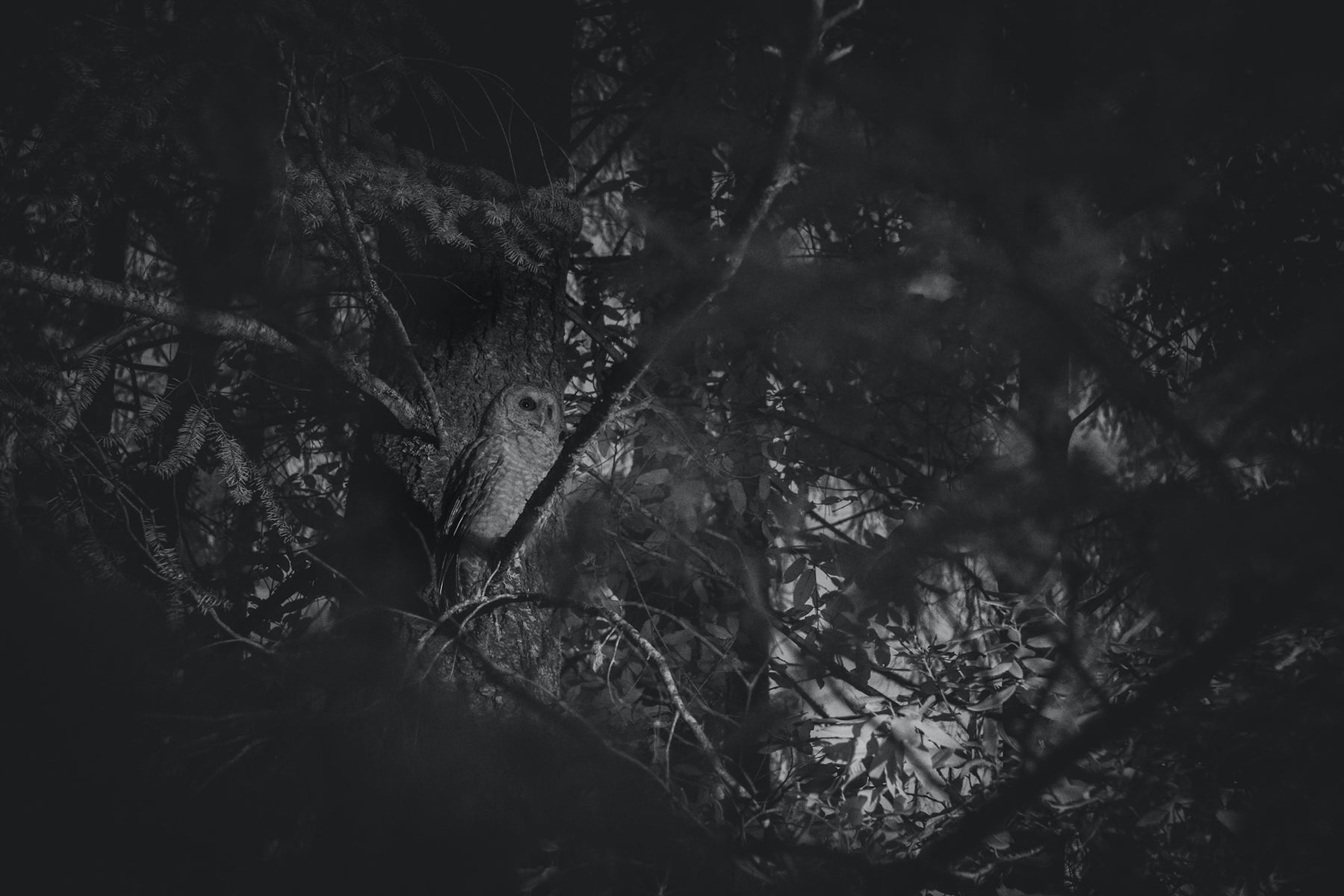 jpg/Alpha-Universe-BirdPhotoTips-MorganHeim-Infrared-2-1200_bounds8mfzdz.jpg?height=1200&fit=bounds