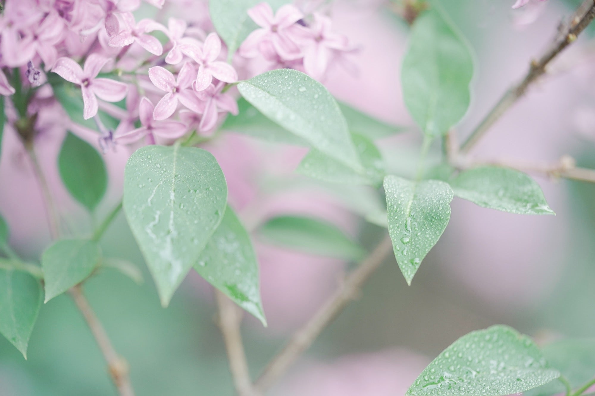 Alpha-Universe-Caroline-Jensen-Autumn-Leaves-lower-saturation-and-contrast-for-pastel--film-like00005jpg.jpg