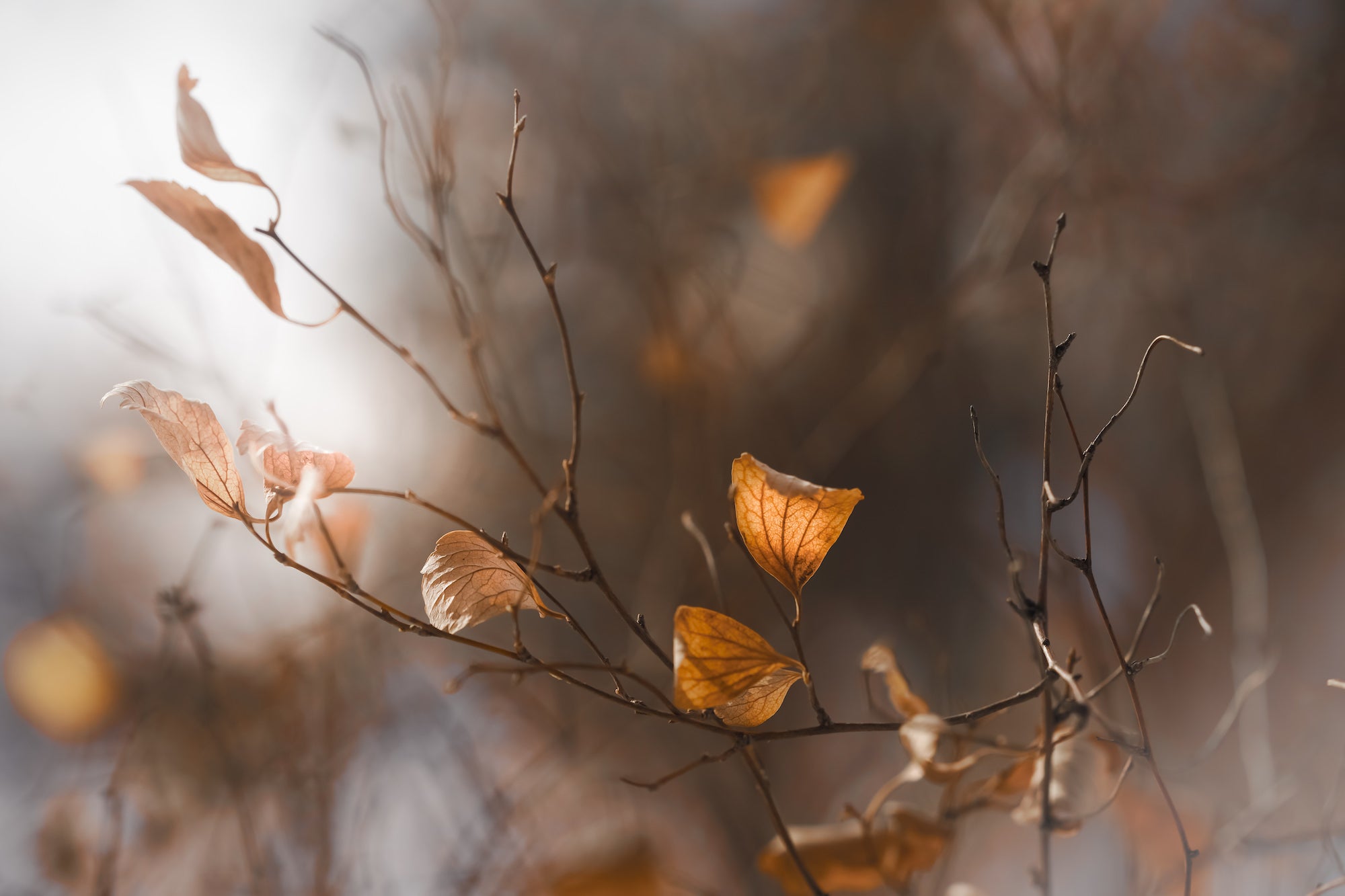 Alpha-Universe-Caroline-Jensen-Macro-Dead-Leaves.jpg Alpha-Universe-Caroline-Jensen-Macro-Dead-Leaves.jpg