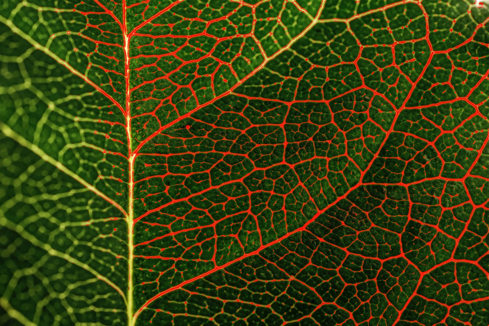 Alpha-Universe-Caroline-Jensen-Macro-focus-peaking-leaf.jpg Alpha-Universe-Caroline-Jensen-Macro-focus-peaking-leaf.jpg