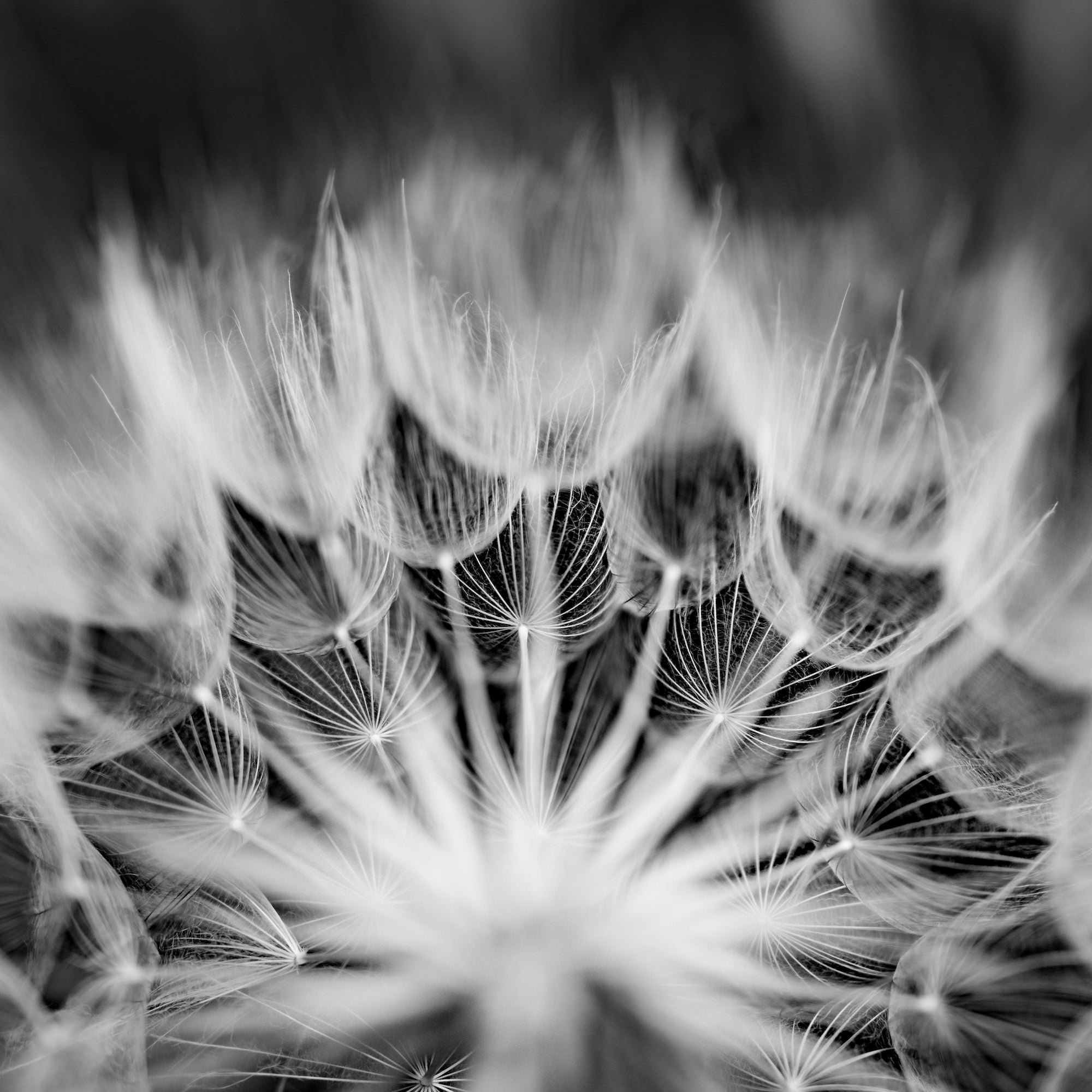 Alpha-Universe-Caroline-Jensen-Macro-huge-dandelion-bw-00104.jpg Alpha-Universe-Caroline-Jensen-Macro-huge-dandelion-bw-00104.jpg