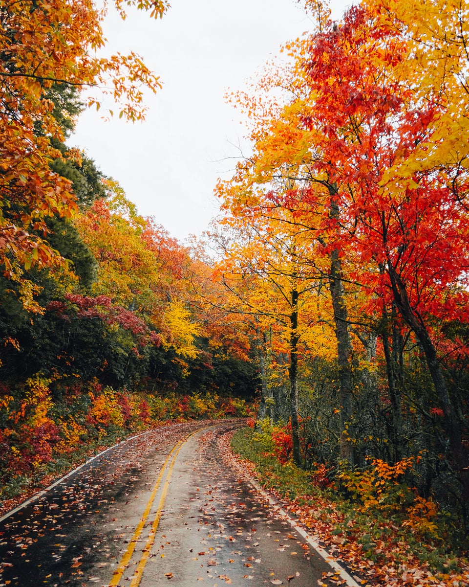 jpg/Alpha-Universe-Fall-Color-Cate-Schweitzer-1-1200_boundsrak3rx.jpg?height=1200&fit=bounds