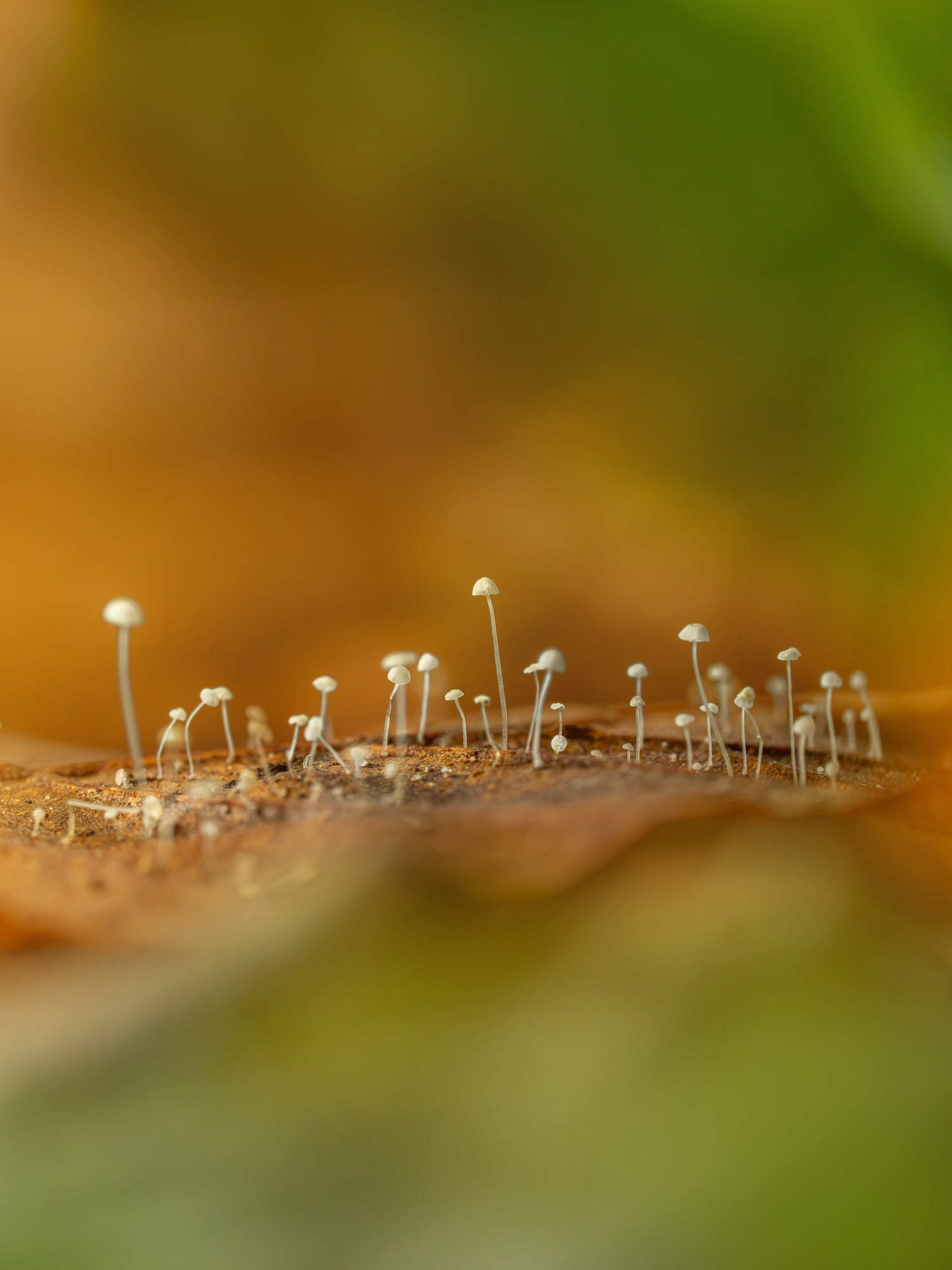 Small mushrooms