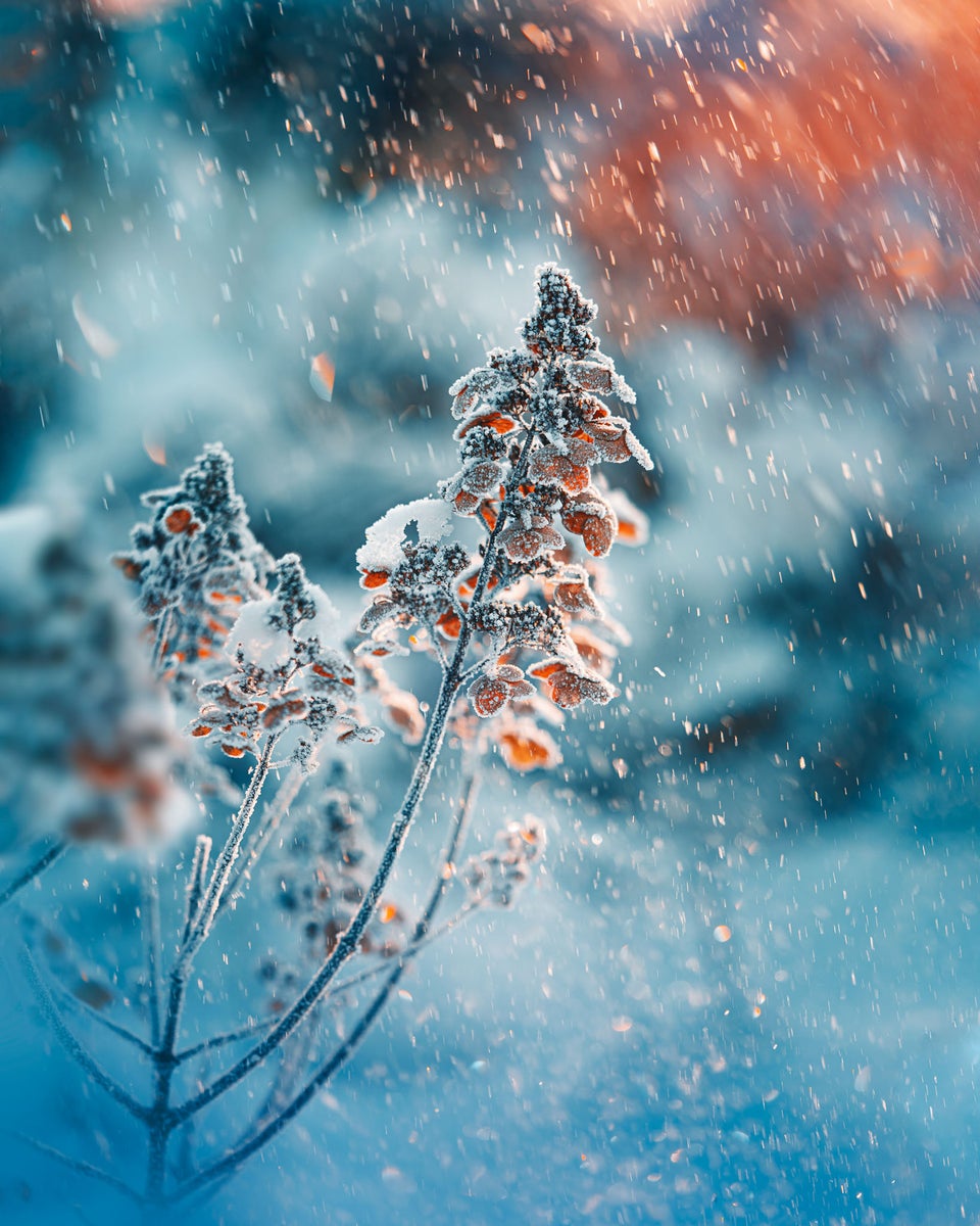 jpg/Alpha-Universe-Macro-Winter-Kristi-ne-Za-le-3-1200_boundskkgjm8.jpg?height=1200&fit=bounds
