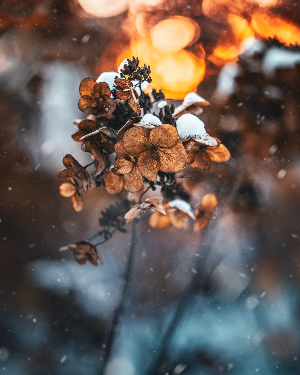 jpg/Alpha-Universe-Macro-Winter-Kristi-ne-Za-le-7-1200_boundsjph1zp.jpg?height=1200&fit=bounds