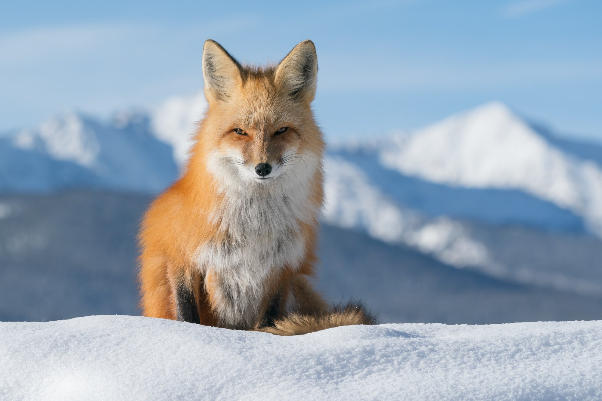 Photo by Nathan Dee. Sony Alpha 9. Sony 200-600mm f/5.6-6.3 G. 1/1000-sec., f/10, ISO 250