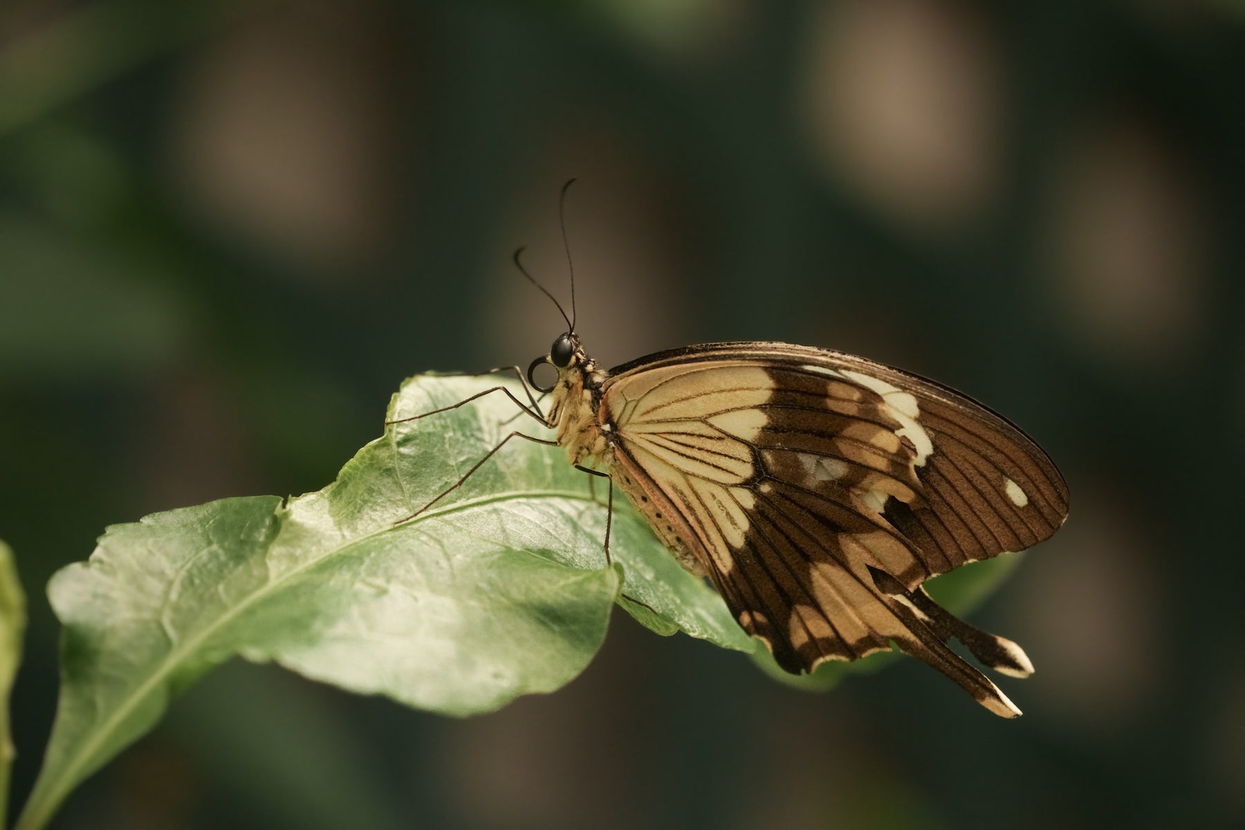 jpg/Alpha-Universe-Photo-by-Caroline-Jensen-Butterfly-1-1200_boundsf8ahq5.jpg?height=1200&fit=bounds