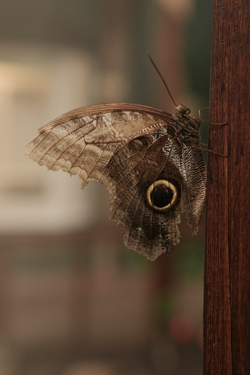 jpg/Alpha-Universe-Photo-by-Caroline-Jensen-Butterfly-4-1200_boundsx1cqlp.jpg?height=1200&fit=bounds