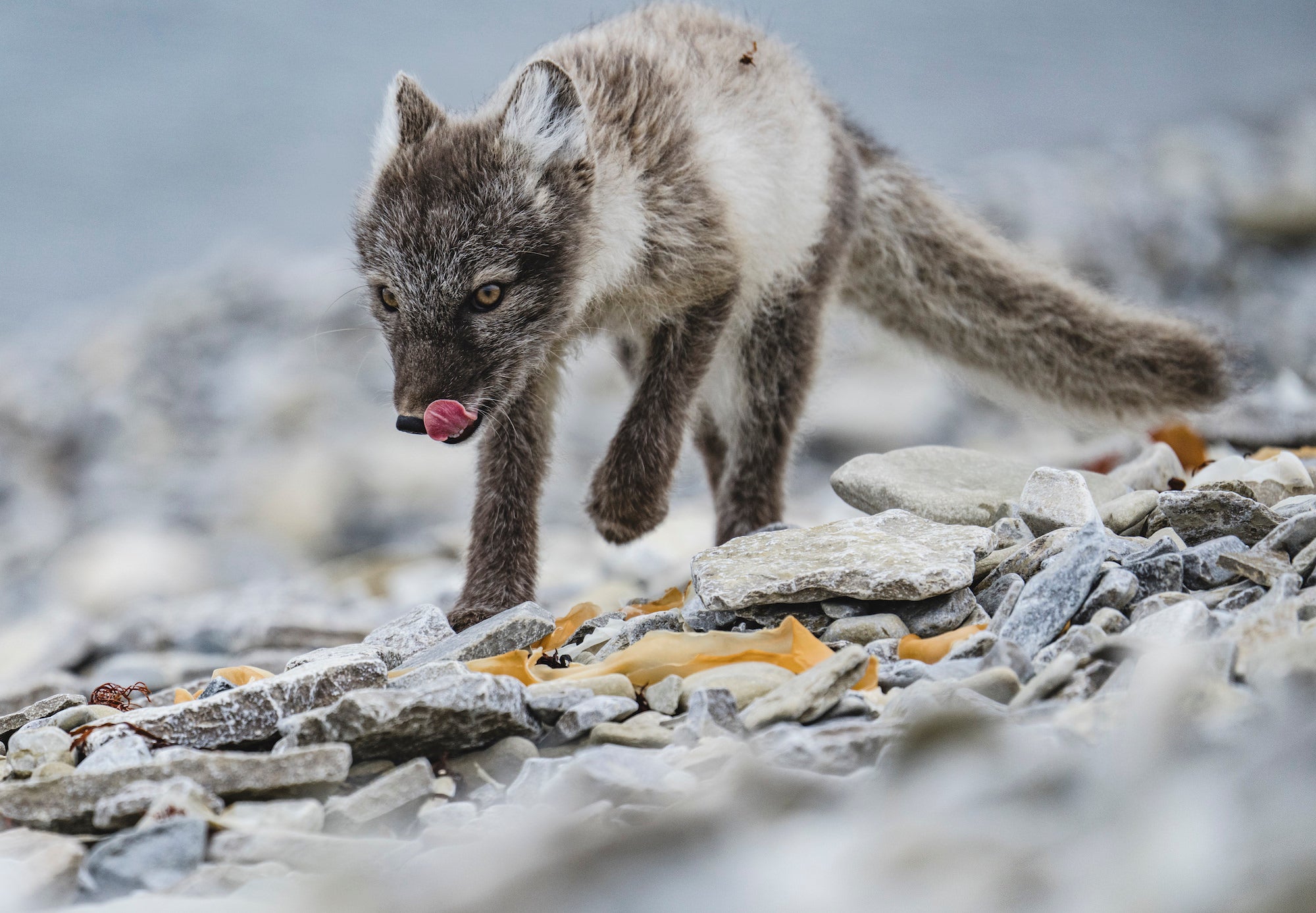 Photo by Renan Ozturk. Sony Alpha 1. Sony 200-600mm f/5.6-6.3 G. 1/800-sec., f/6.3, ISO 500 Photo by Renan Ozturk. Sony Alpha 1. Sony 200-600mm f/5.6-6.3 G. 1/800-sec., f/6.3, ISO 500