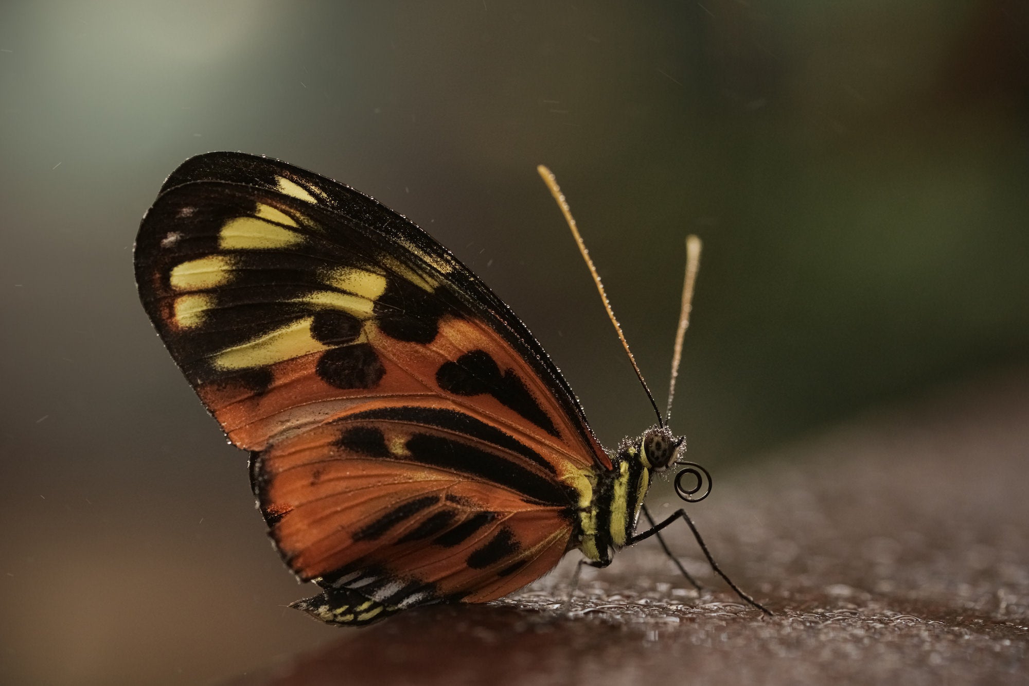 Photo by Caroline Jensen. Sony Alpha 7R V. Sony 90mm f/2.8 Macro G. 1/320-sec., f/5.6, ISO 1600