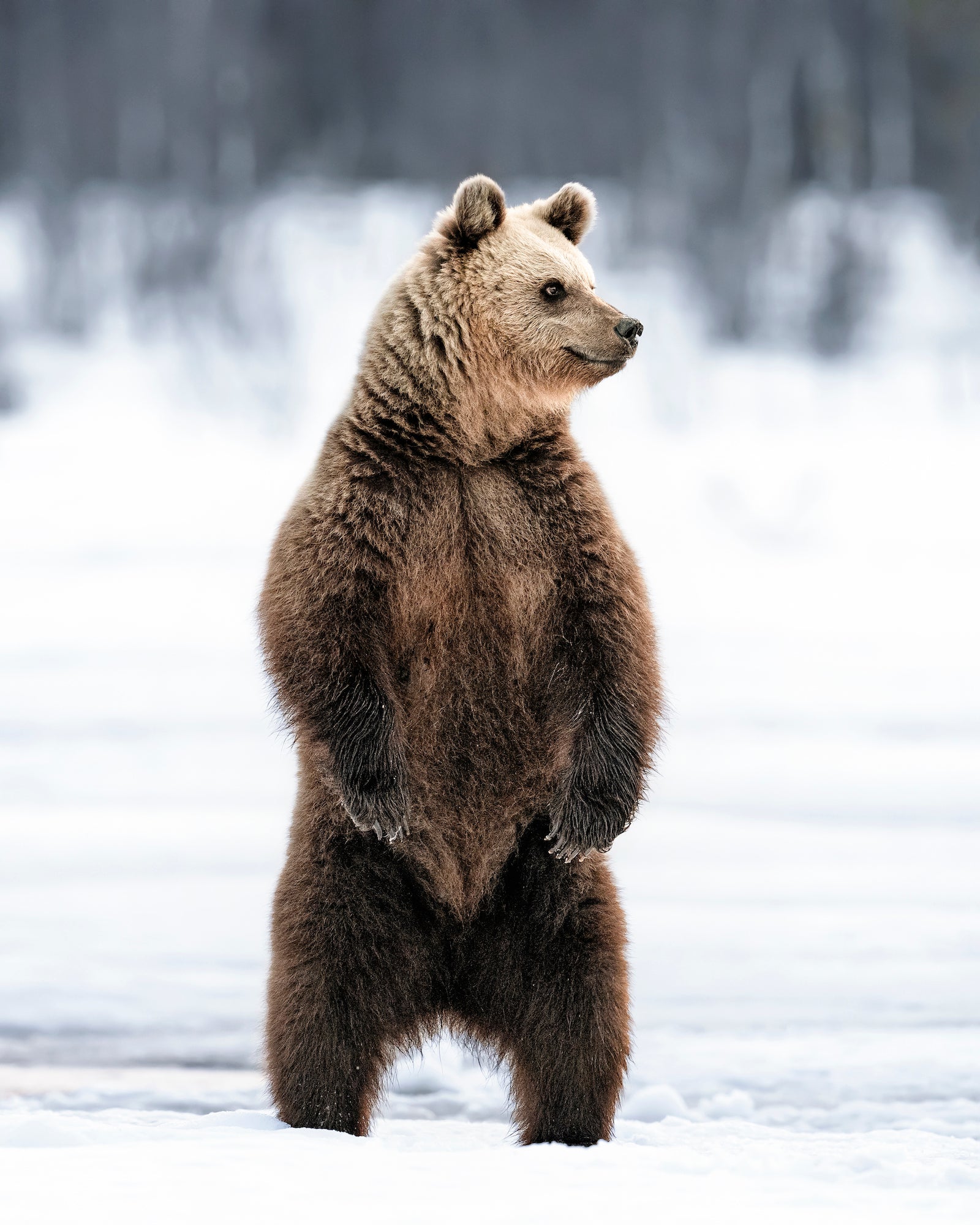 Photo by Magnus Winbj&ouml;rk. Sony Alpha 7R IV. Sony 400mm f/2.8 G Master. 1/500-sec., f/4, ISO 640