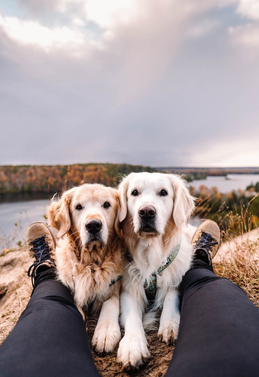 jpg/Alpha-Universe-Rachel-Jezowski-Wildgoldens-009-1200_bounds6335np.jpg?height=1200&fit=bounds