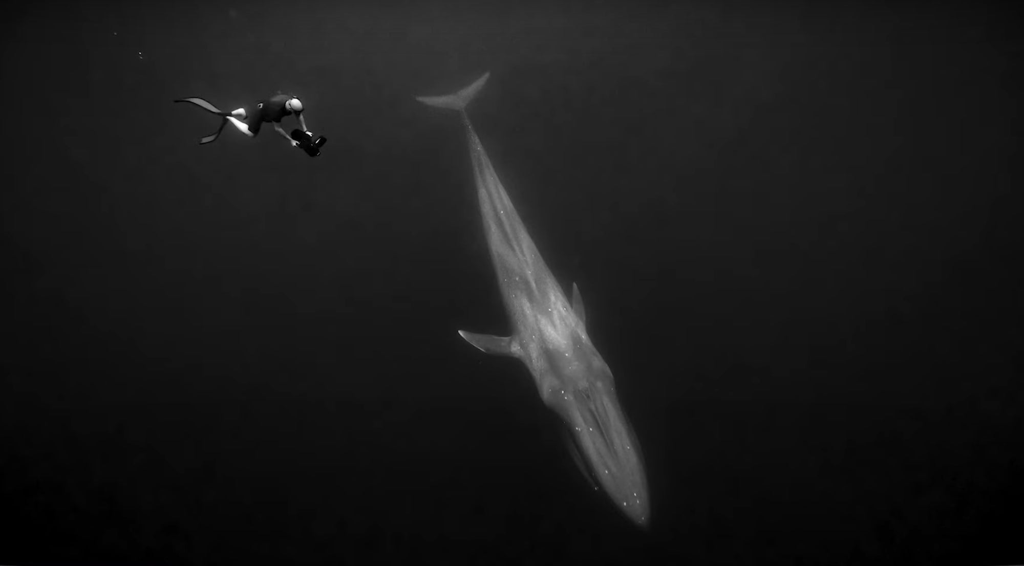 Alpha-Universe-Sea-Legacy-1.jpg Alpha-Universe-Sea-Legacy-1.jpg