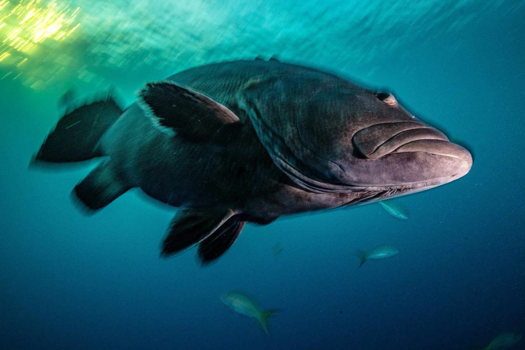 jpg/Alpha-Universe-SeaLegacy-Behind-The-Shot-Groupers-4-1200_boundsnp1vgs.jpg?height=1200&fit=bounds