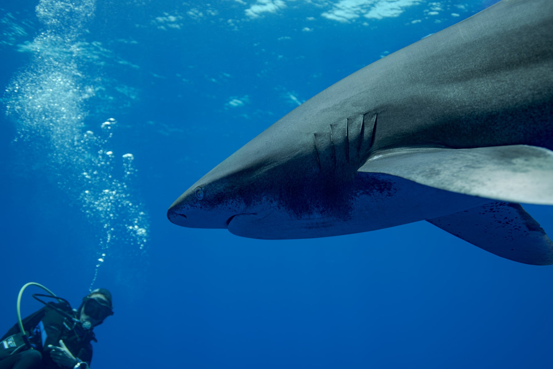 jpg/Alpha-Universe-Stan-Moniz-Oceanic-Whitetip-Sharks-8-1200_boundsqpl1d1.jpg?height=1200&fit=bounds