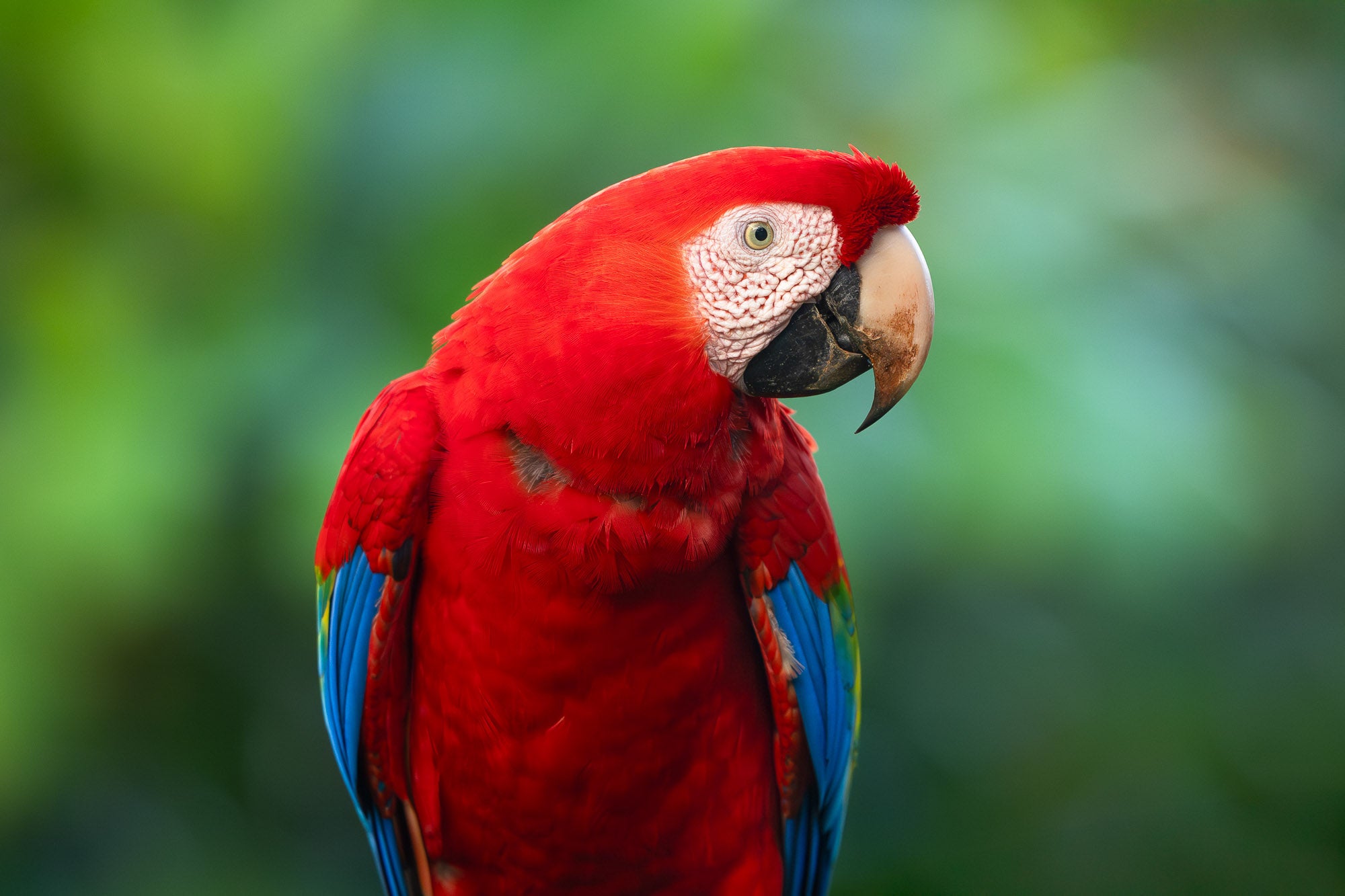 Photo by Colby Brown. Sony Alpha 1 II. Sony 300mm f/2.8 G Master. 1/800-sec., f/2.8, ISO 1250