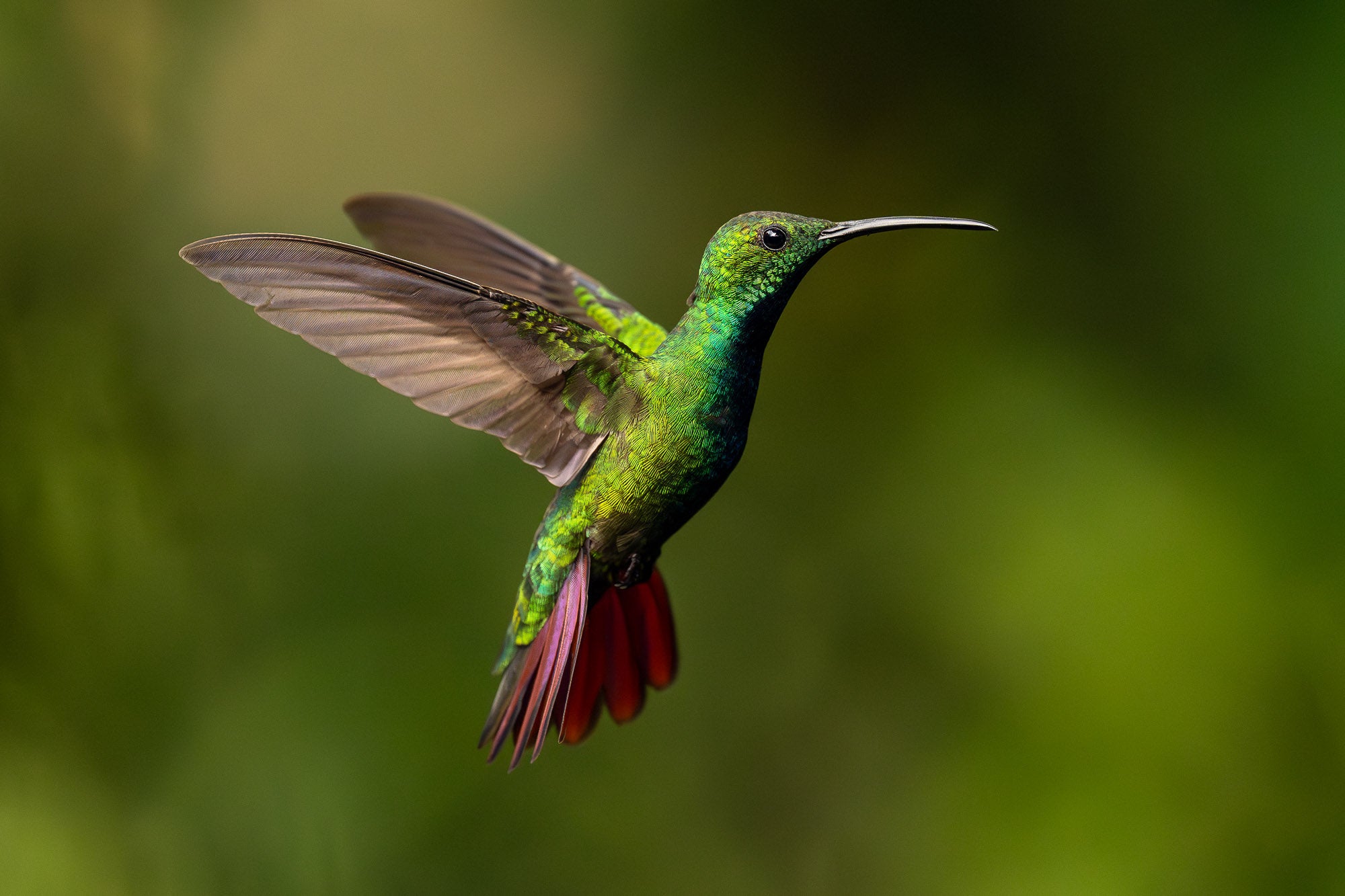 Photo by Colby Brown. Sony Alpha 9 III. Sony 600mm f/4 G Master. 1/2500-sec., f/4, ISO 4000