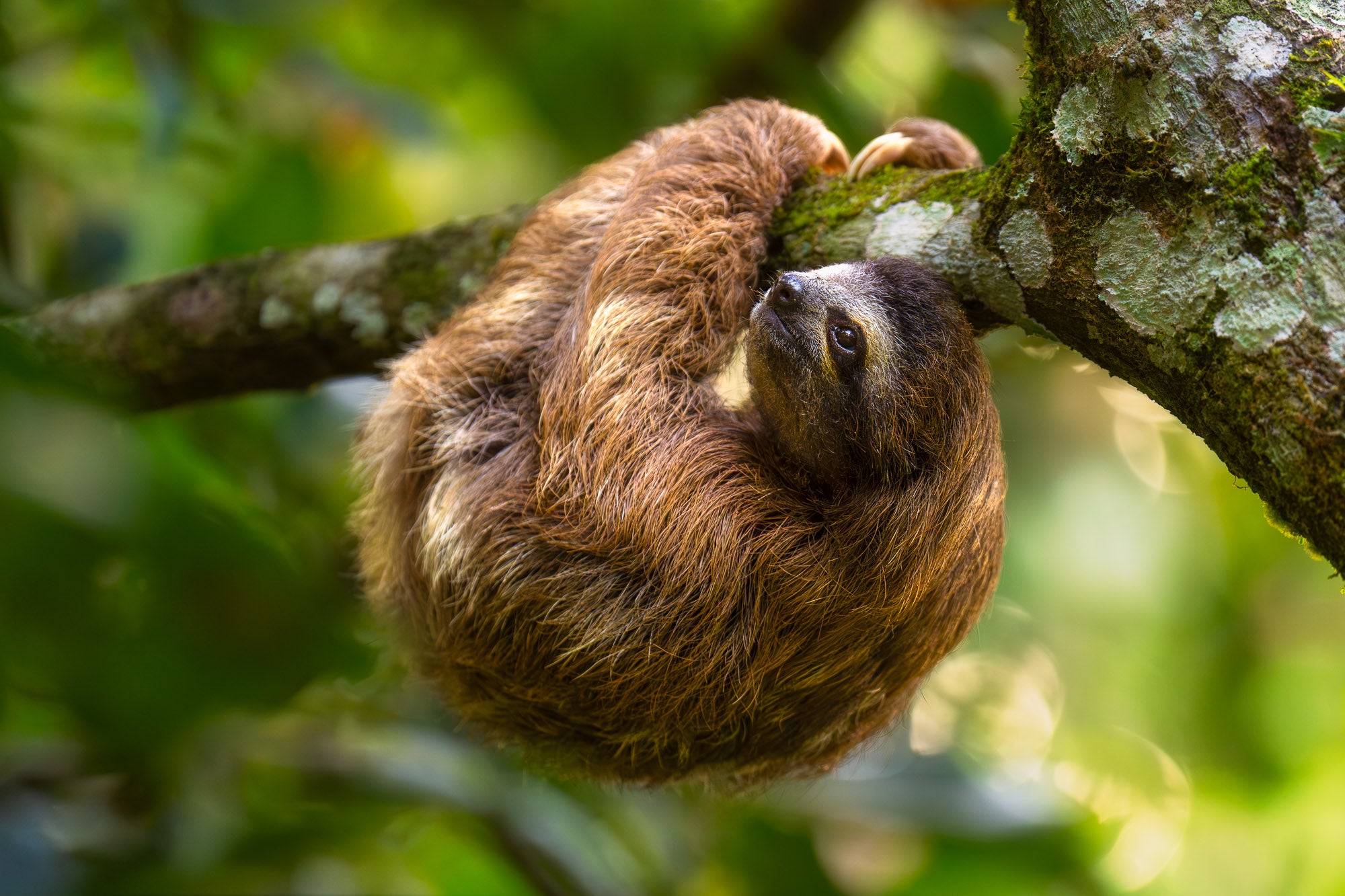 Photo by Colby Brown. Sony Alpha 1 II. Sony 70-200mm f/2.8 G Master II. 1/400-sec., f/3.2, ISO 1250 Photo by Colby Brown. Sony Alpha 1 II. Sony 70-200mm f/2.8 G Master II. 1/400-sec., f/3.2, ISO 1250