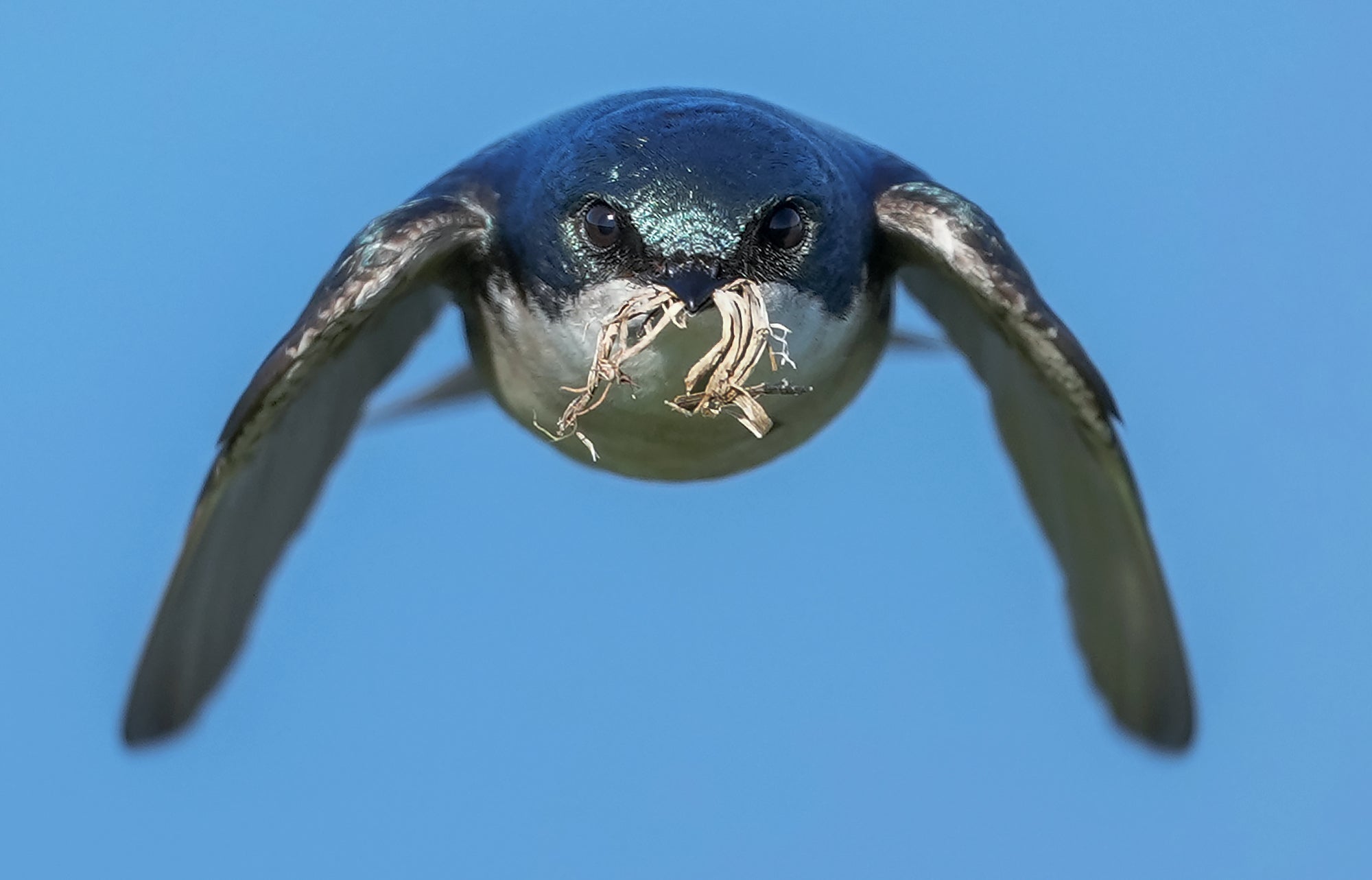 Photo by Alex Phan. Sony Alpha 1. Sony 300mm f/2.8 G Master. 1/2000-sec., f/2.8, ISO 250 Photo by Alex Phan. Sony Alpha 1. Sony 300mm f/2.8 G Master. 1/2000-sec., f/2.8, ISO 250