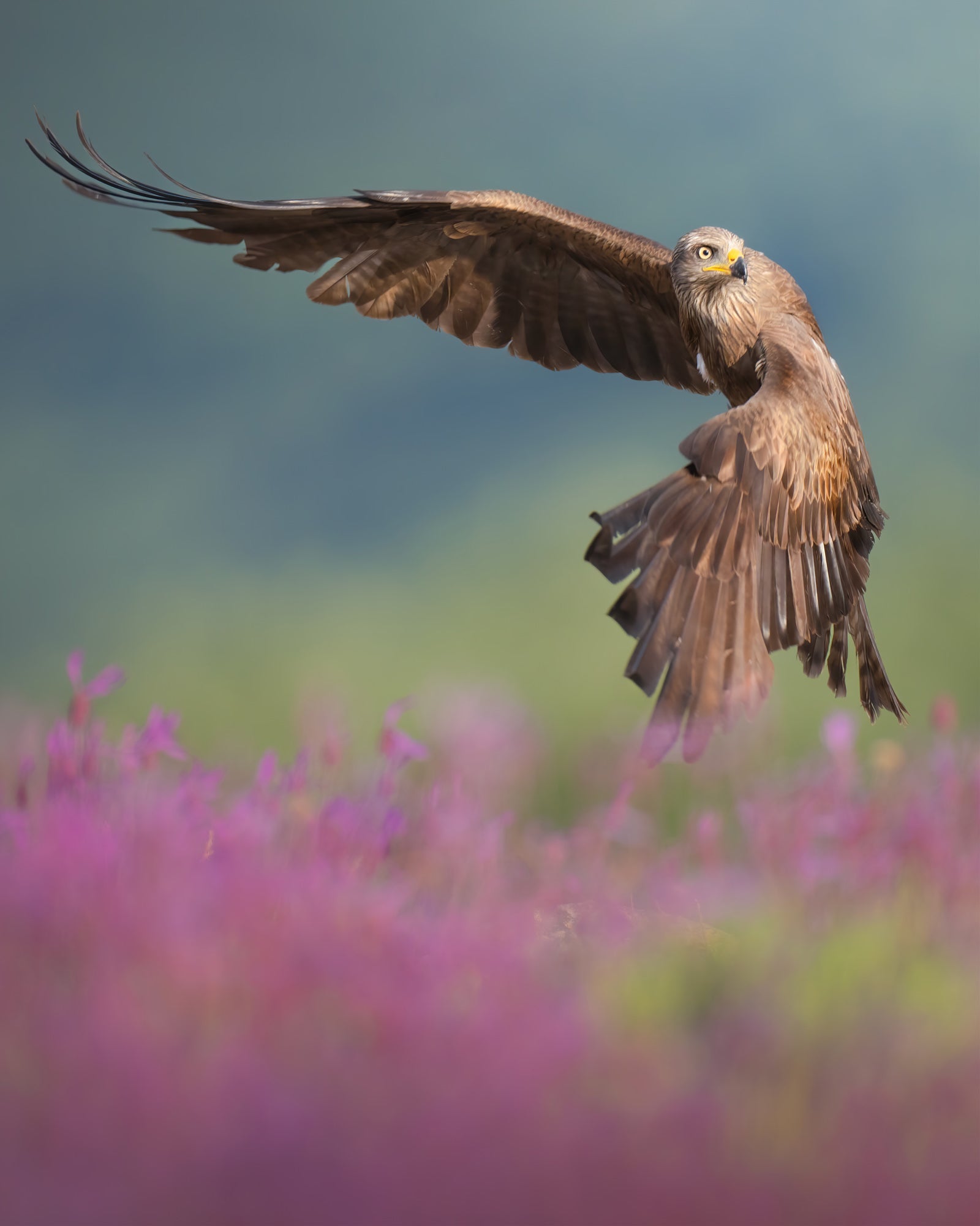 Photo by Alexandra Surkova. Sony Alpha 1. Sony 600mm f/4 G Master. 1/1600-sec., f/4, ISO 800