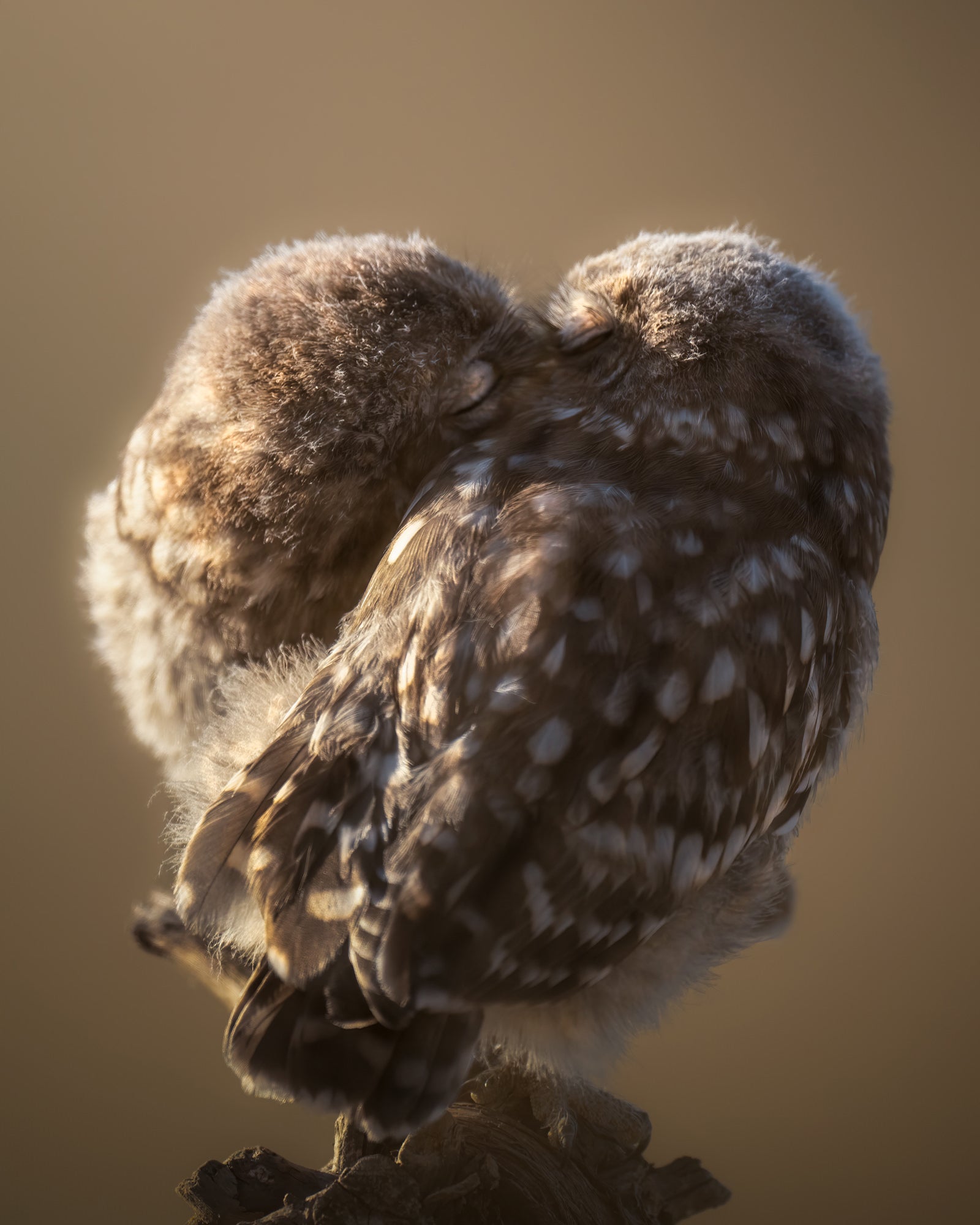 Photo by Alexandra Surkova. Sony Alpha 1. Sony 600mm f/4 G Master. 1/1600-sec., f/4, ISO 1000