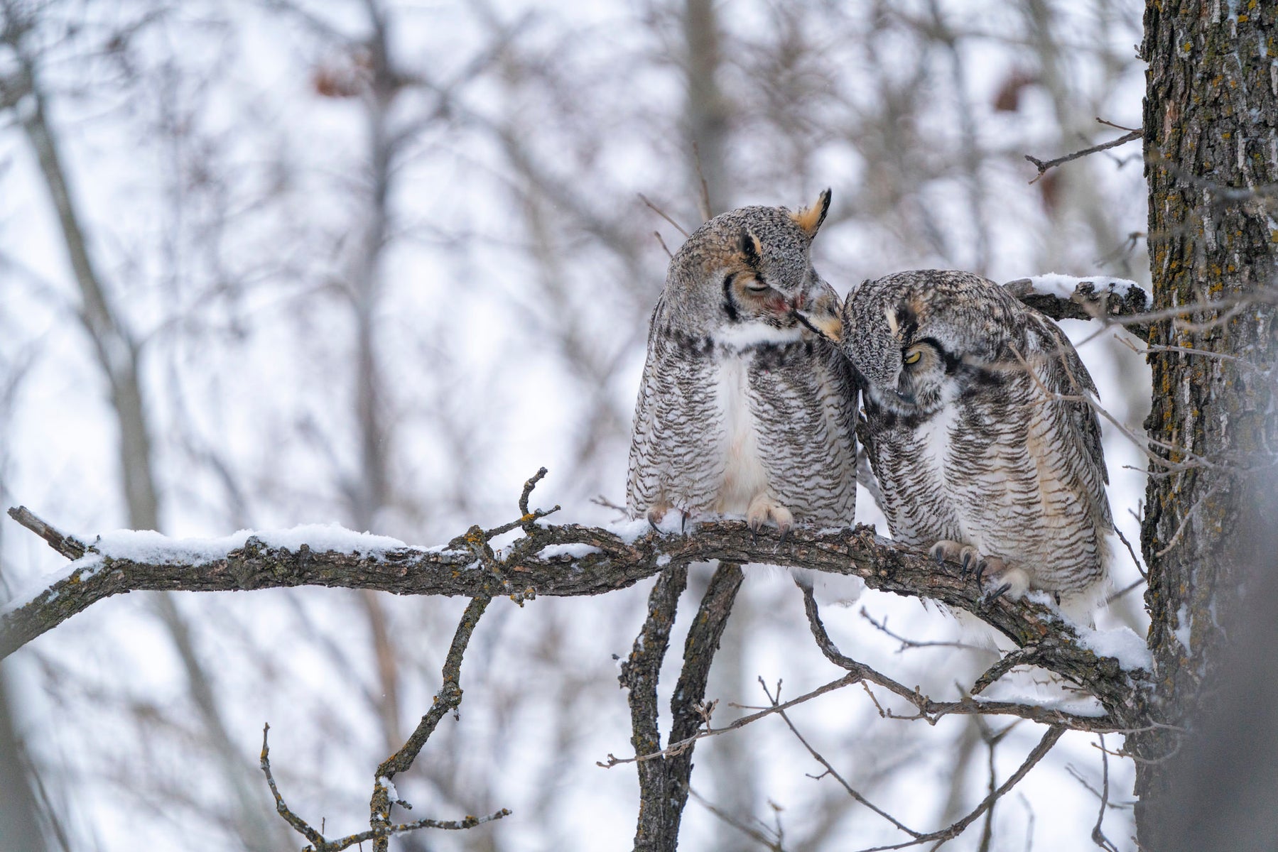 jpg/Alpha-Universe-WIMB-April-Stampe-Great-horned-owls-1200_boundsapiuie.jpg?height=1200&fit=bounds