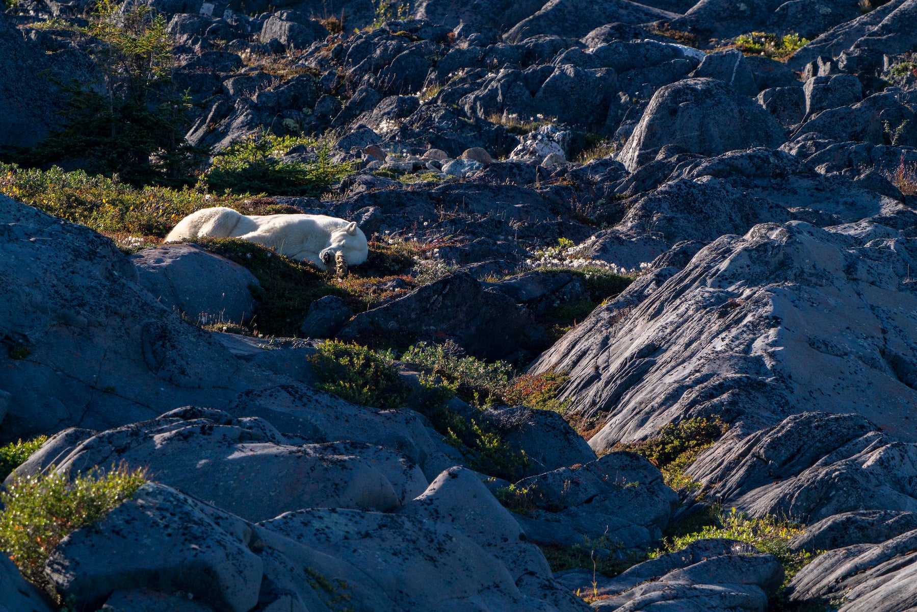 jpg/Alpha-Universe-WIMB-April-Stampe-Polarbear-1200_boundsp2oeli.jpg?height=1200&fit=bounds