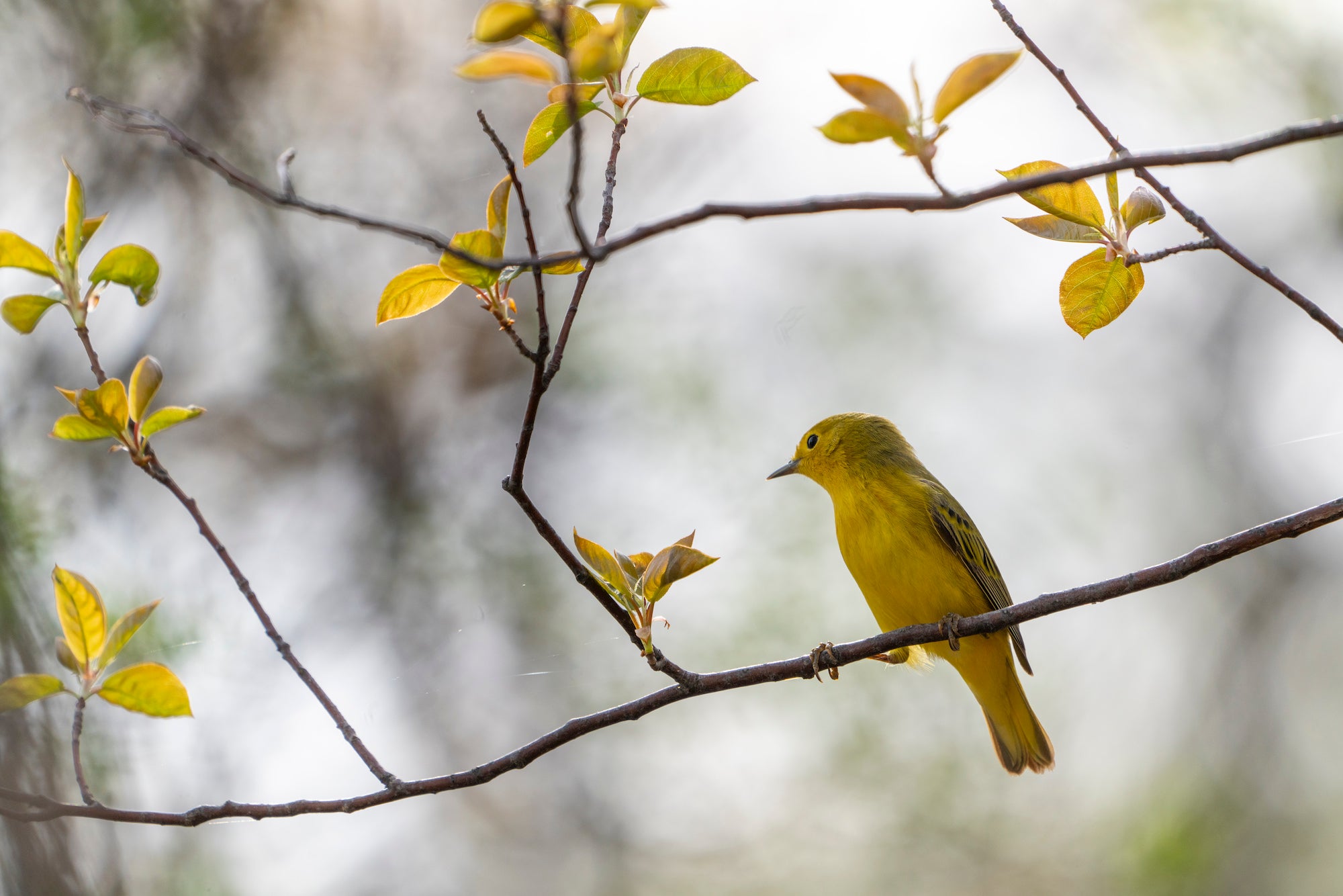 Alpha-Universe-WIMB-April-Stampe-yellowwarbler.jpg