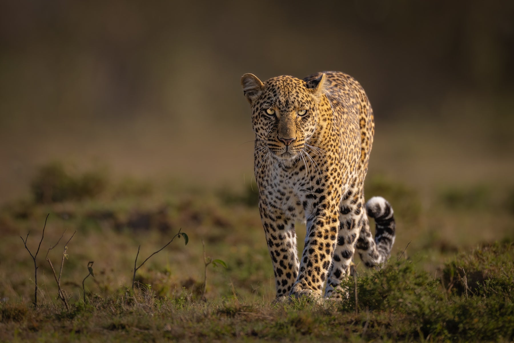 jpg/Alpha-Universe-WIMB-Craig-Elson-Leopard-Incoming-Maasai-Mara-1200_boundswwodto.jpg?height=1200&fit=bounds