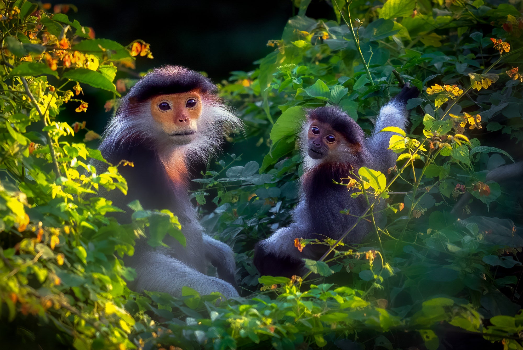 Photo by Craig Elson. Sony Alpha 1. Sony 400mm f/2.8 G Master. 1/1600-sec., f/2.8, ISO 2500. Photo by Craig Elson. Sony Alpha 1. Sony 400mm f/2.8 G Master. 1/1600-sec., f/2.8, ISO 2500.