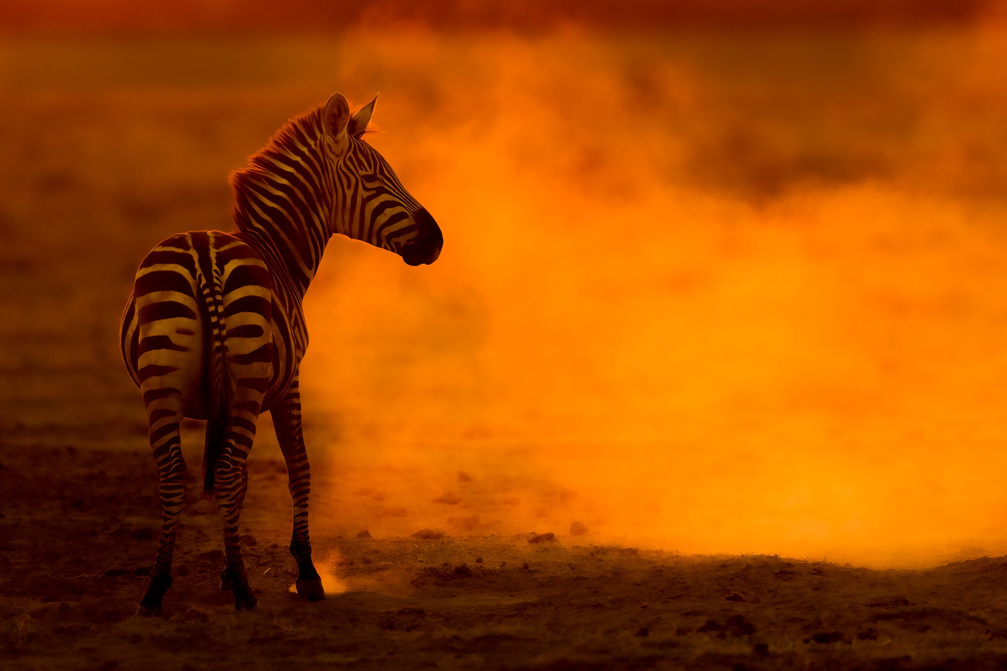 Photo by Craig Elson. Sony Alpha 1. Sony 400mm f/2.8 G Master. 1/2000-sec., f/2.8, ISO 1600. Photo by Craig Elson. Sony Alpha 1. Sony 400mm f/2.8 G Master. 1/2000-sec., f/2.8, ISO 1600.