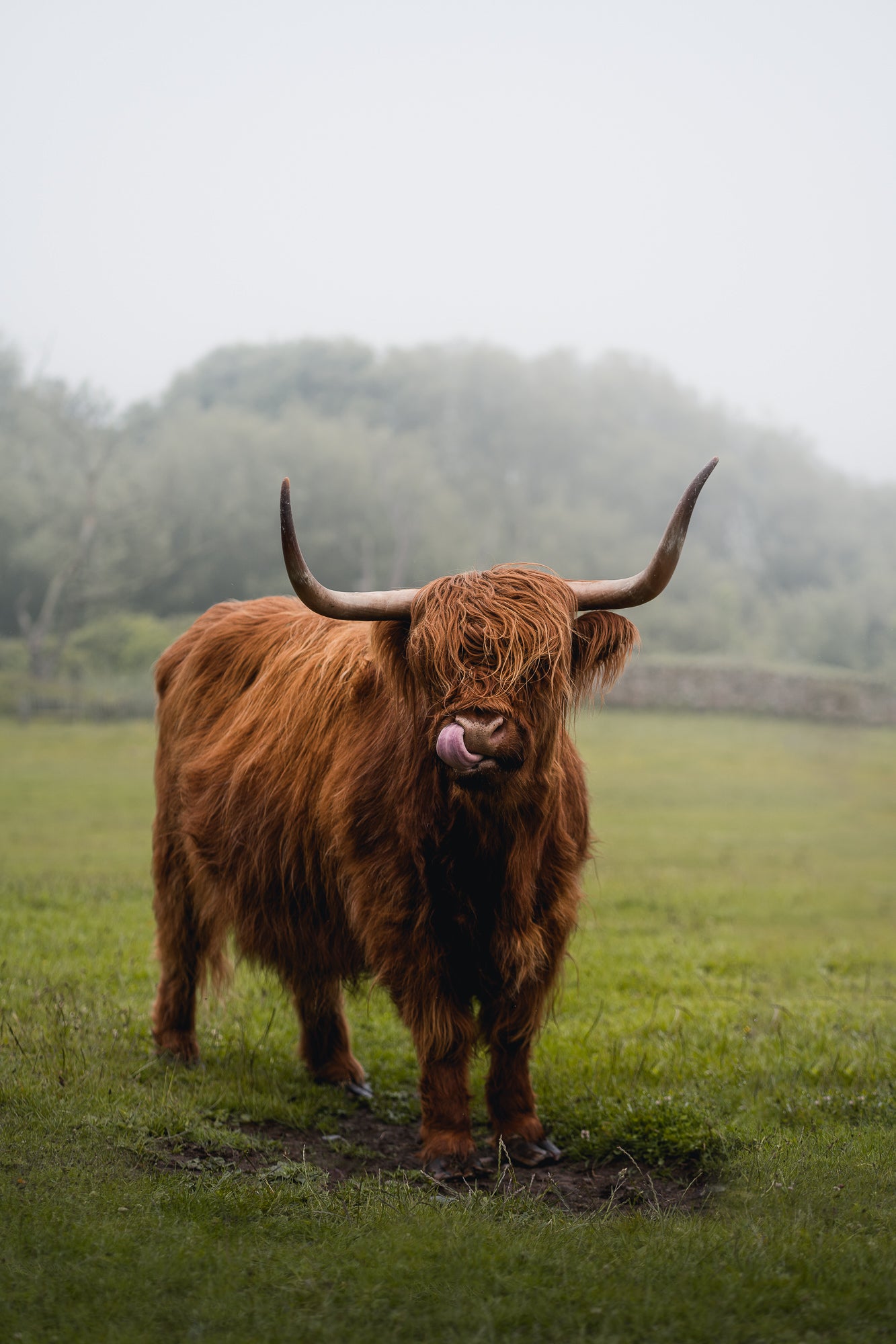 &ldquo;Highland Cow, a beautiful cow found in my local county of Northumberland.&rdquo; Photo by Daryl Scott Walker. Sony Alpha 7 III. Sony 85mm f/1.8. 1/800-sec, f/2.8, ISO 100