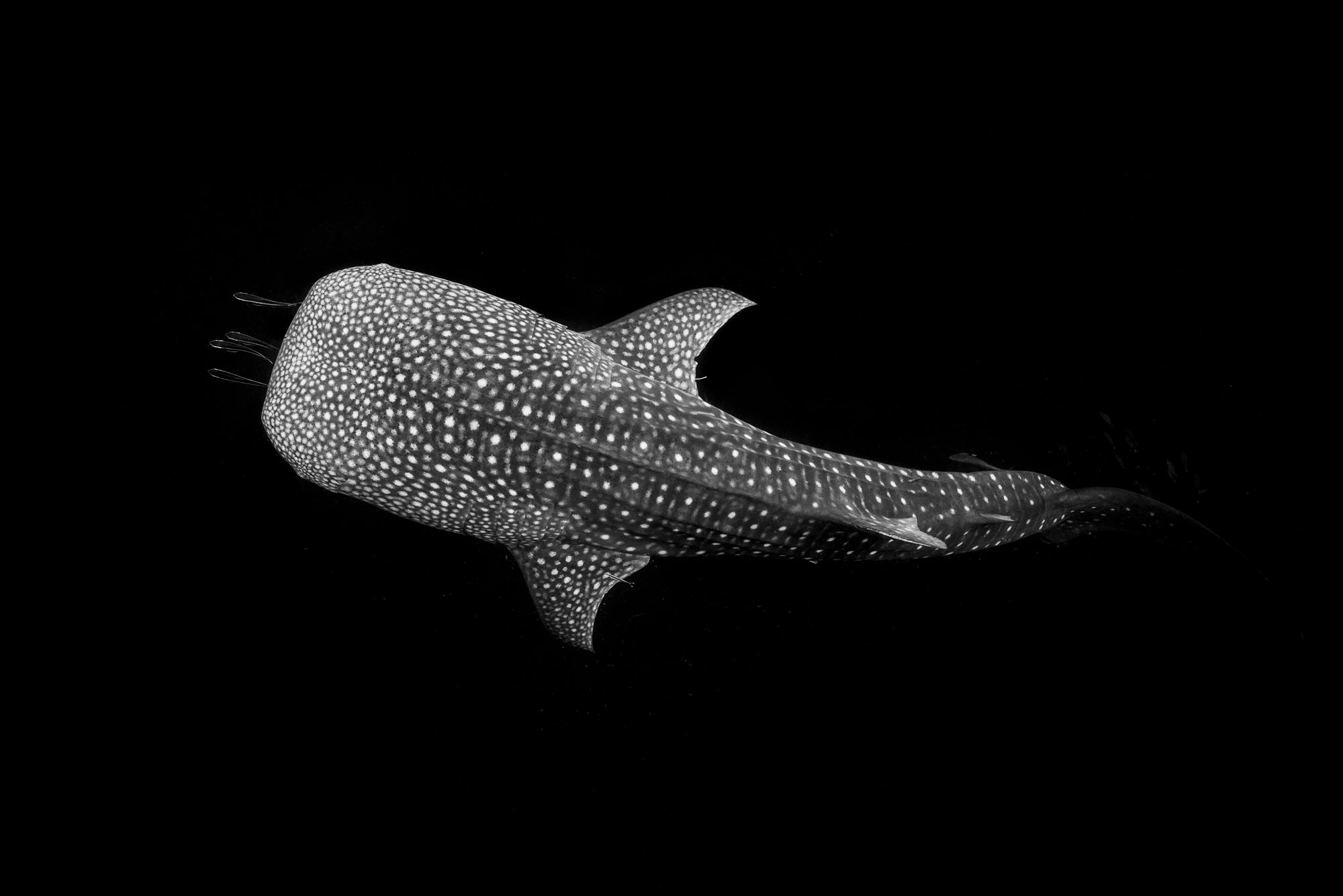 Whale shark. Photo by Fiona Wardle. Sony Alpha 7R II. Sony 16-35mm f/4. 1/200-sec., f/7.1, ISO 800 Whale shark. Photo by Fiona Wardle. Sony Alpha 7R II. Sony 16-35mm f/4. 1/200-sec., f/7.1, ISO 800